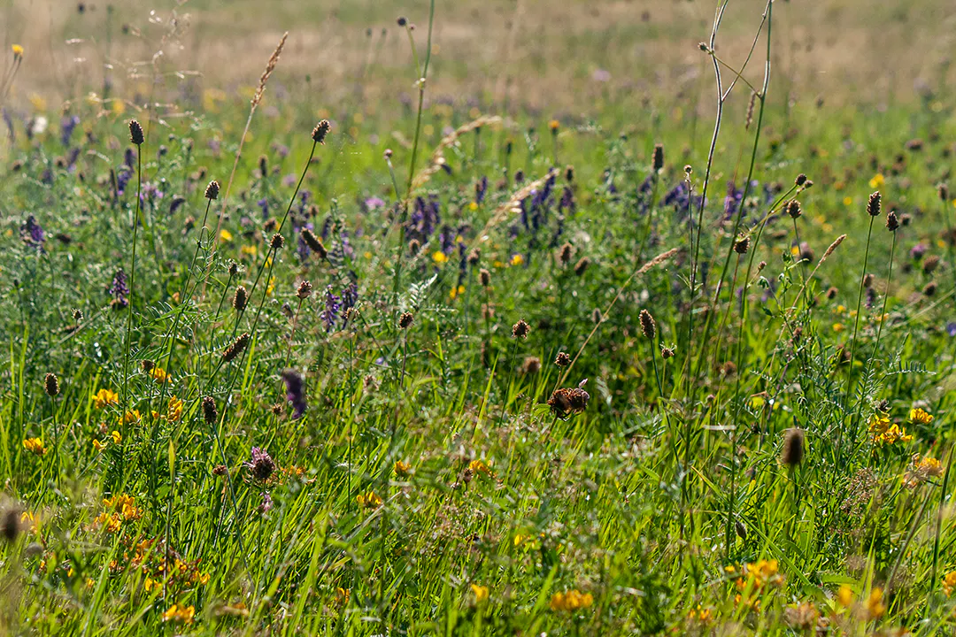 Wiese mit bunten Wildblumen und blühenden Gräsern