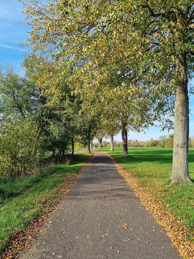 schmaler Asphaltweg an herbstlichen Laubbäumen vorüber, zu beiden Seiten am Wegrand buntes Laub