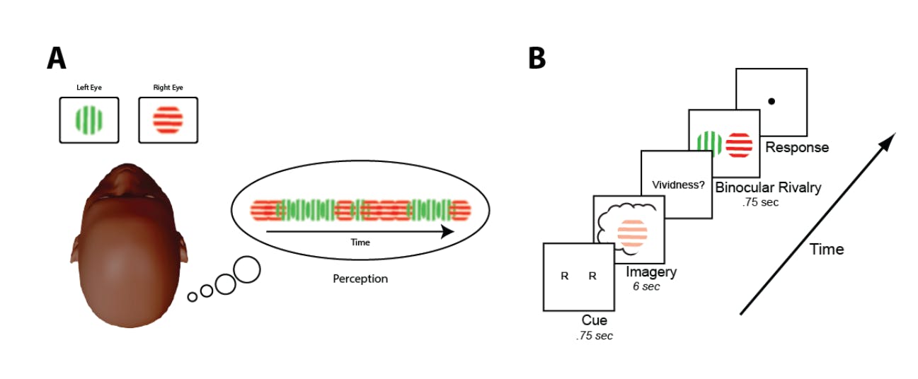 Schemenhafte Darstellung des Ablaufs des Experiment.