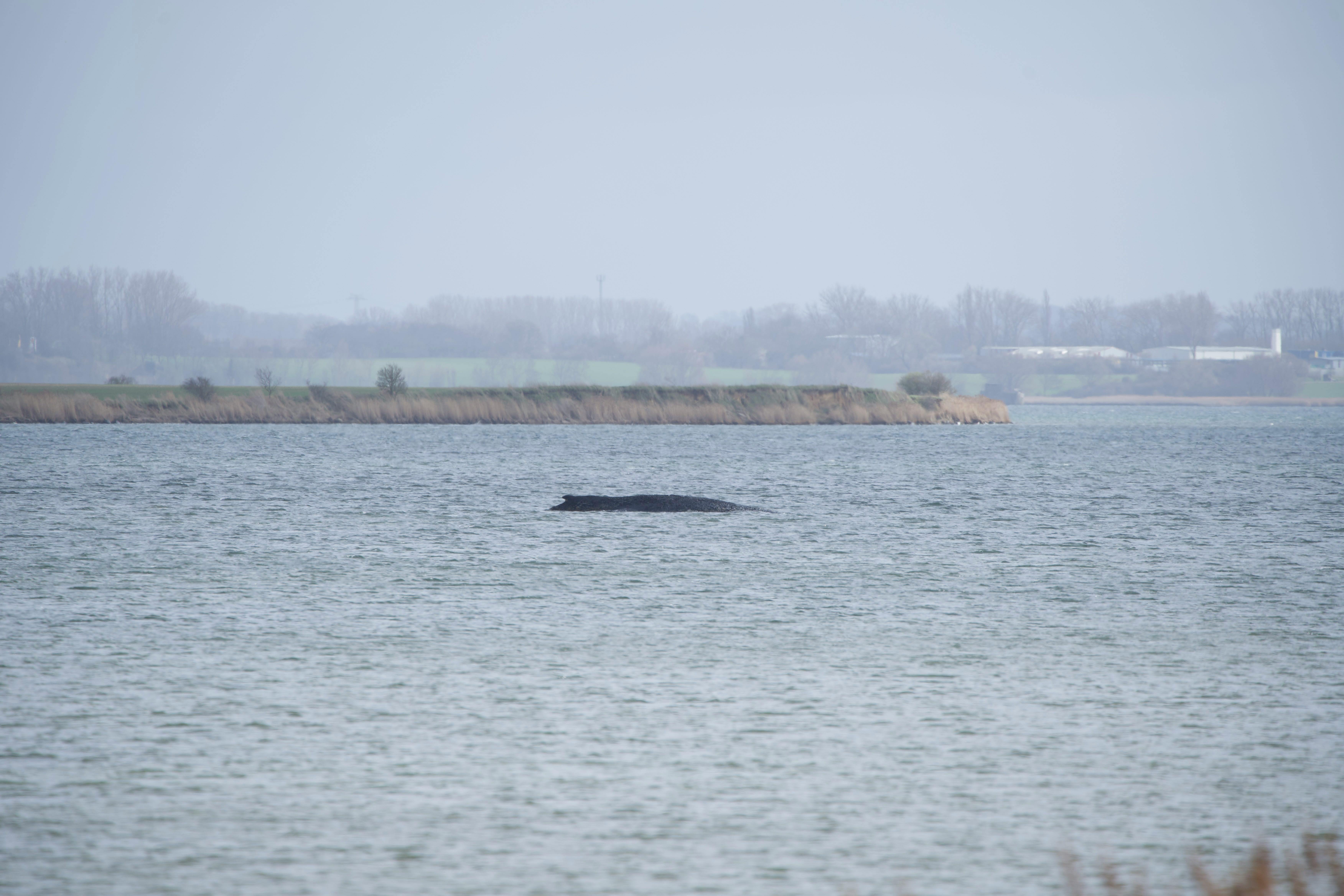 Das Tier ist am Dienstag vor der Insel Poel erneut gestrandet. Erst am Montagabend hatte er sich aus dem Hafen von Wismar befreit.