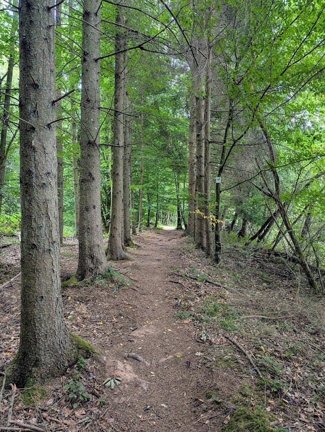 schmaler Waldpfad durch ein Spalier von Laubbäumen