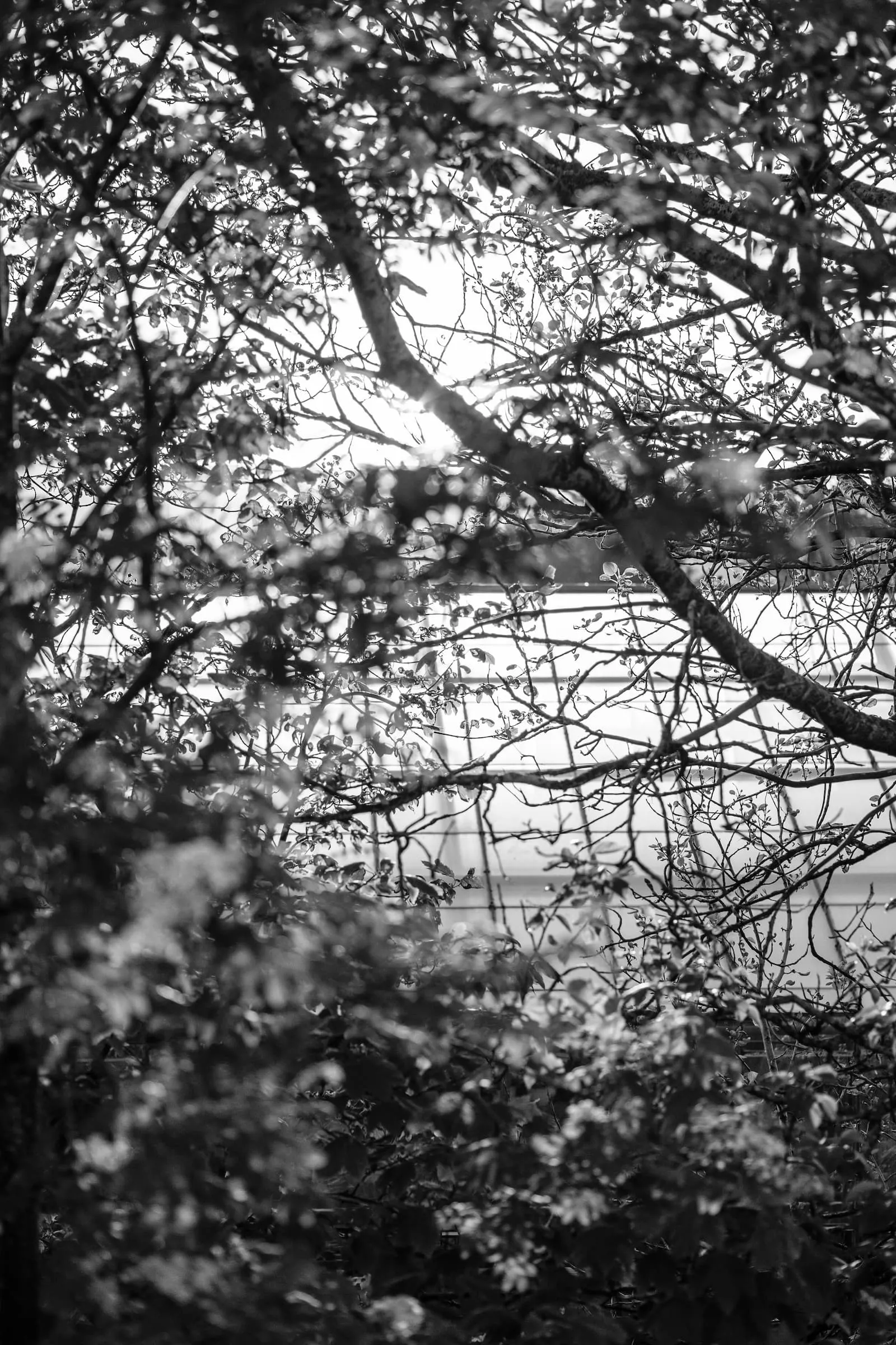 Through darkened branches, we see the roof of a greenhouse