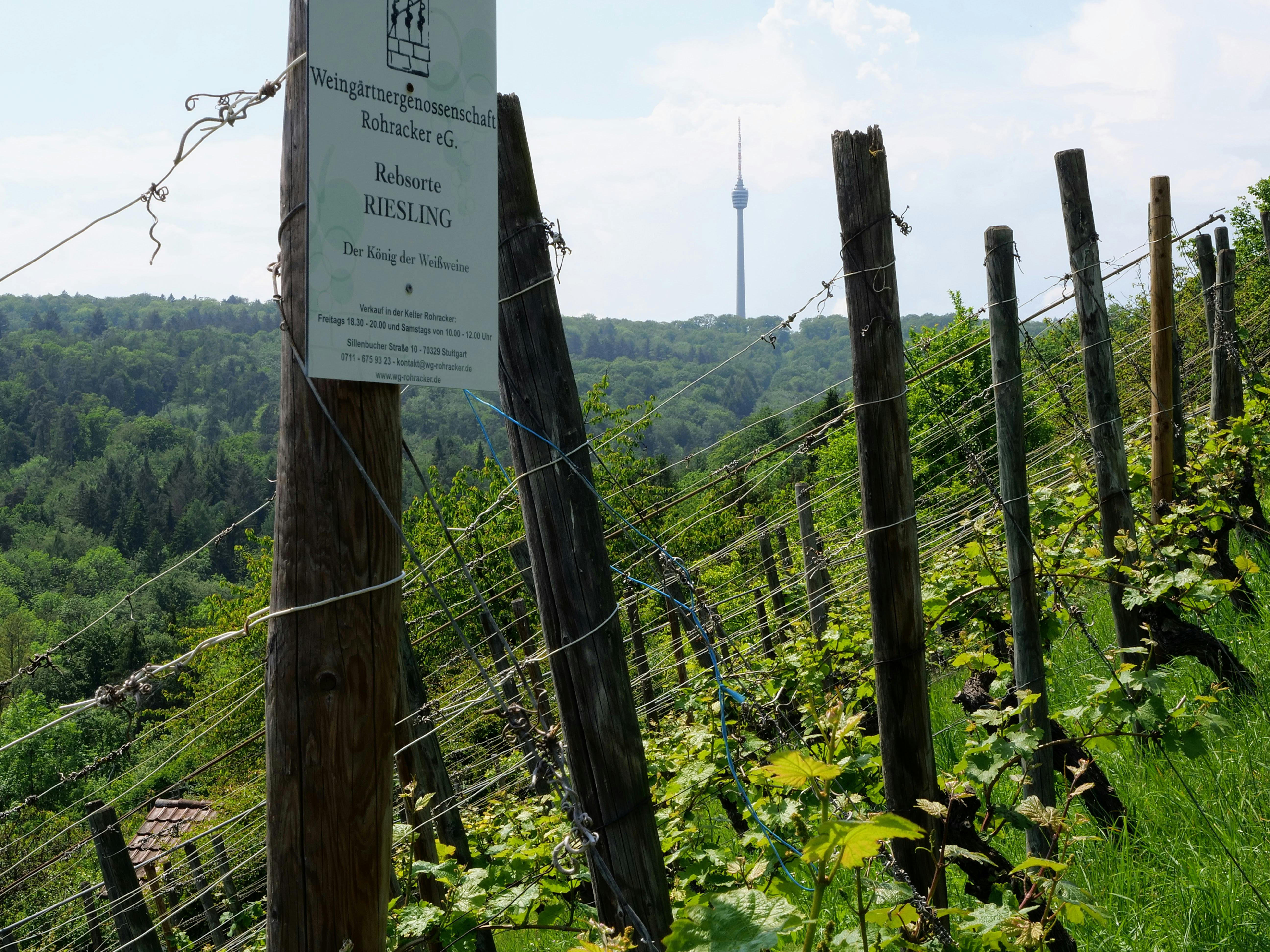 Bei der Weinwanderung eröffnen sich auch immer wieder Aussichten auf den Stuttgarter Fernsehturm. Foto: Jürgen Brand