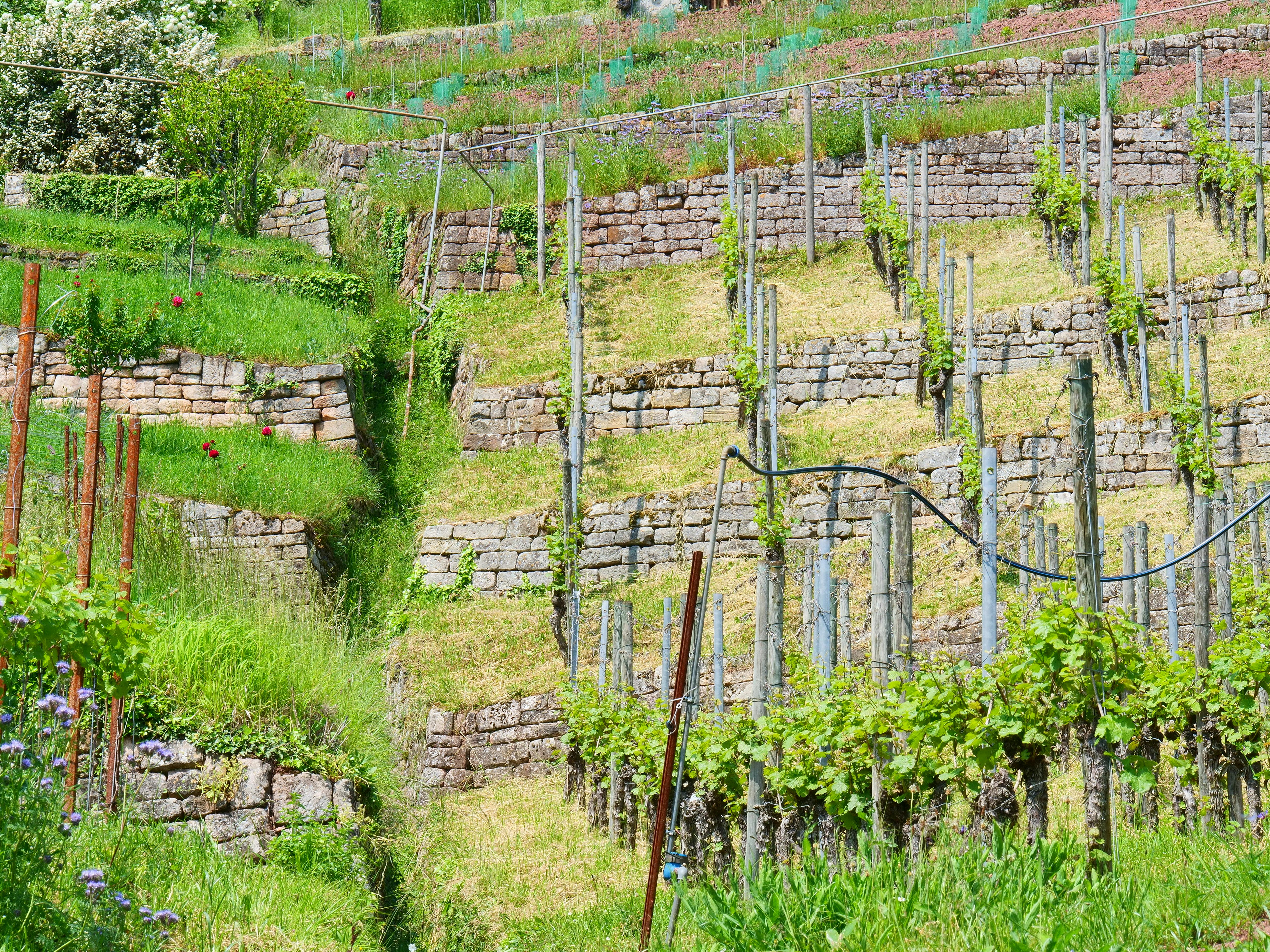 Die Trockenmauern in den Weinterrassen prägen das Landschaftsbild. Foto: Jürgen Brand