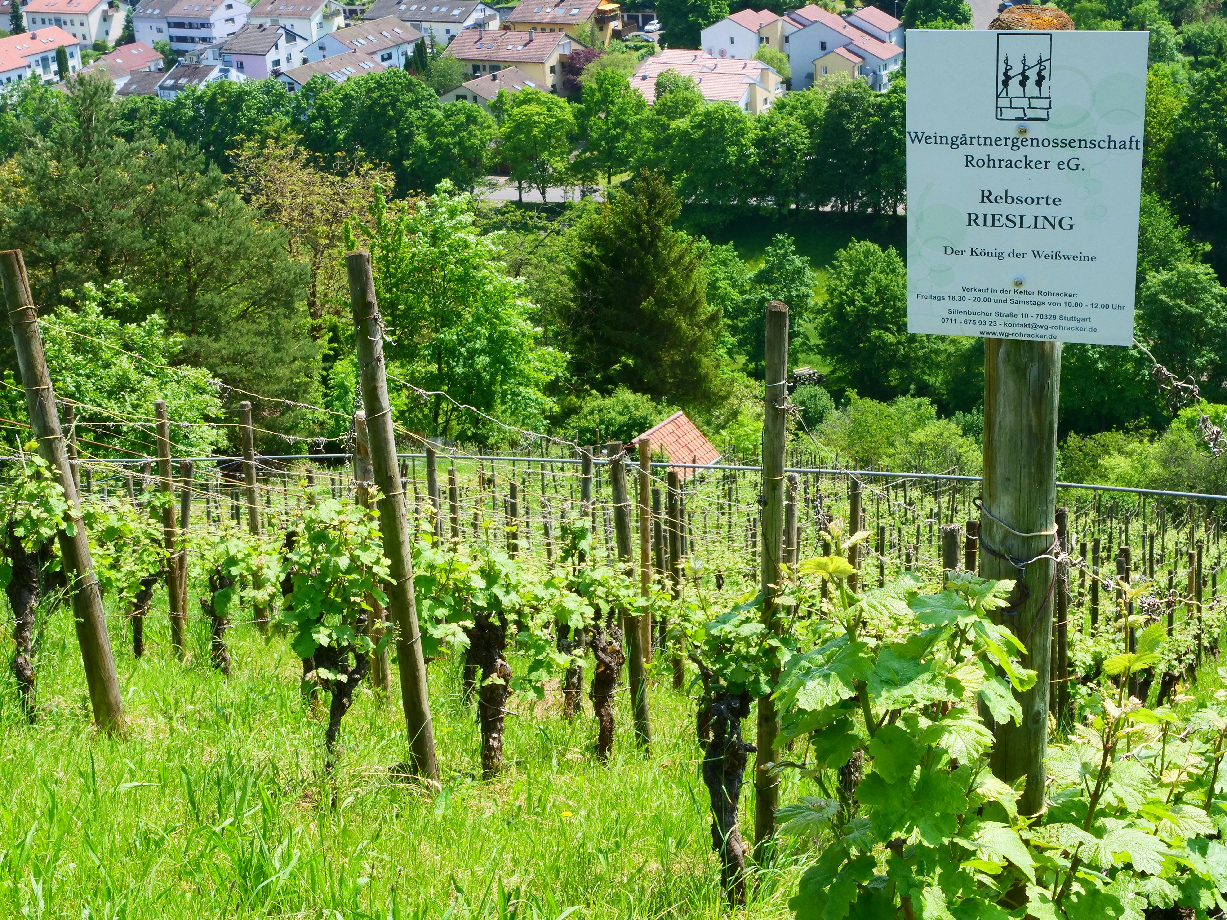 An mehreren Ständen können beim Weinwandertag die Rohracker und Hedelfinger Weine probiert werden. Foto: Jürgen Brand