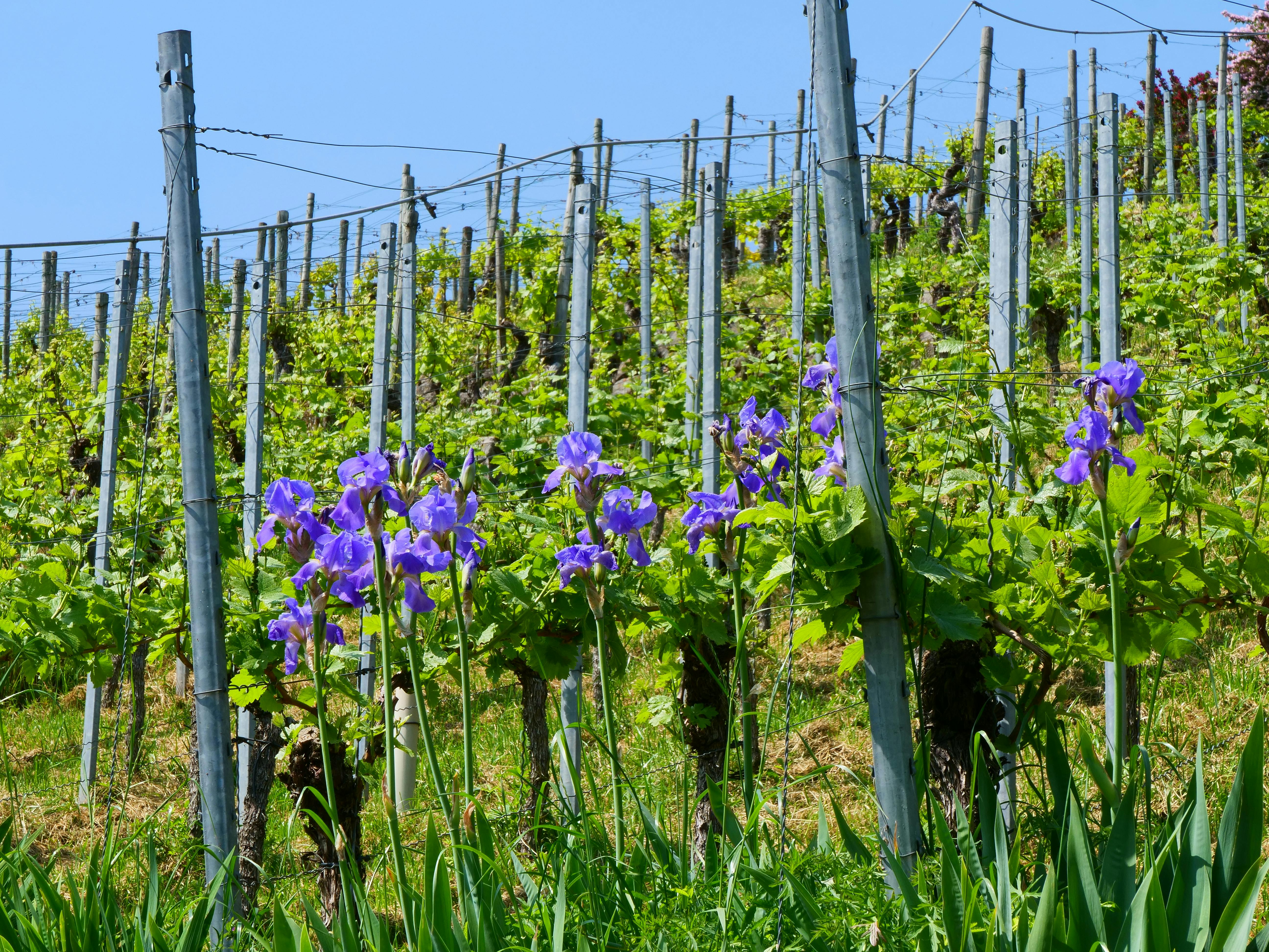 Natur pur erleben beim Weinwandertag durch die Weinberge über Rohracker am Muttertag. Foto: Jürgen Brand