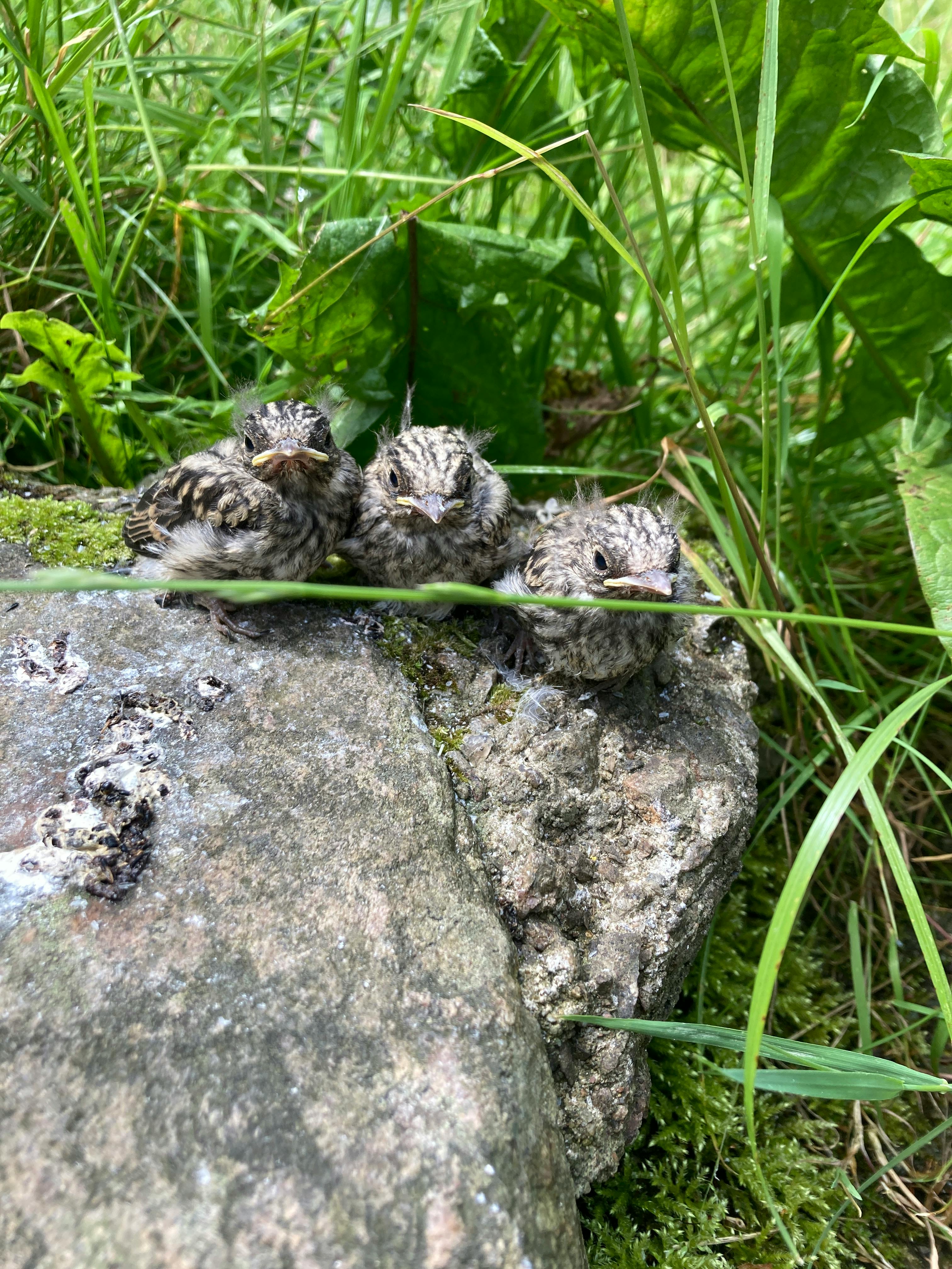 Drei kleine Vögel (Ästlinge) auf einem Stein, im Hintergrund Rasen und Löwenzahn