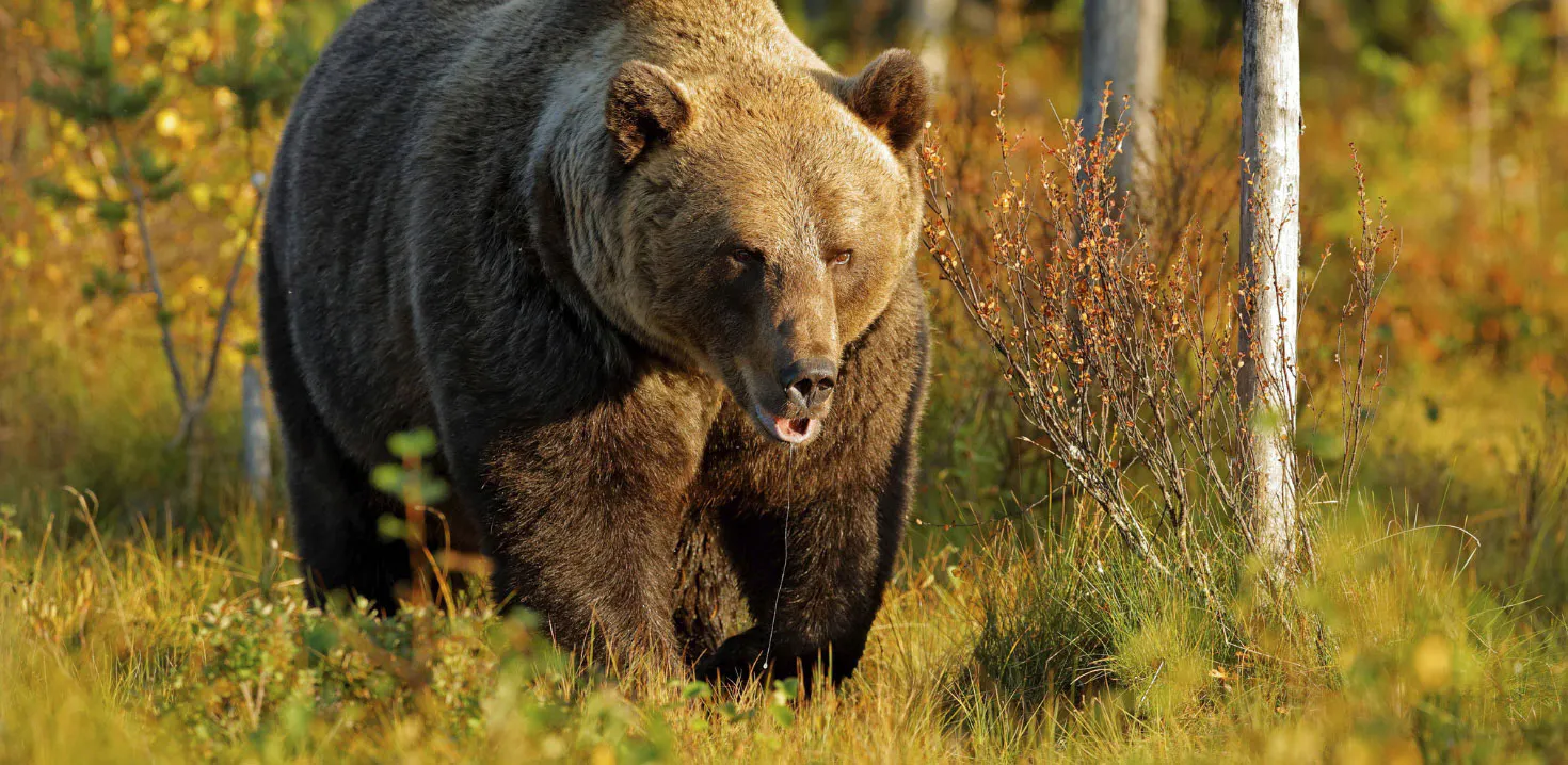 Gefragt als Trophäe: der Braunbär.