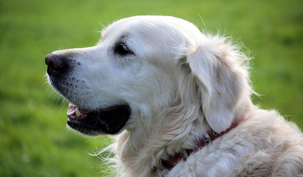 Stock image of a retriever dog by Steve Bidmead via Pixabay