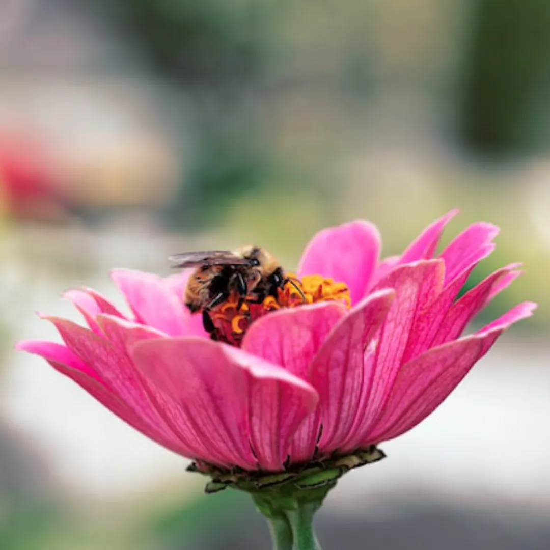 Biene schlürft Nektar in der Blüte © Amy Lynn Grover