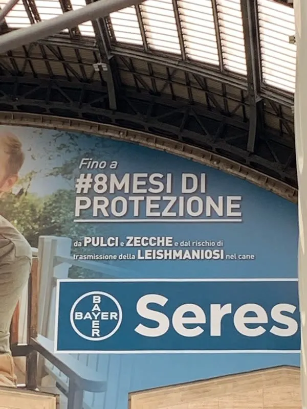 ok Bayer, #8mesi