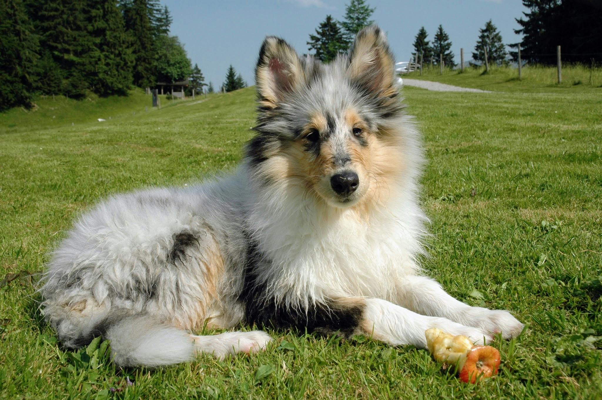 Auch junge Hunde können schon trainiert werden, als Grundlage für eine vertrauensvolle Mensch-Hund-Beziehung. Foto: Jürgen Brand