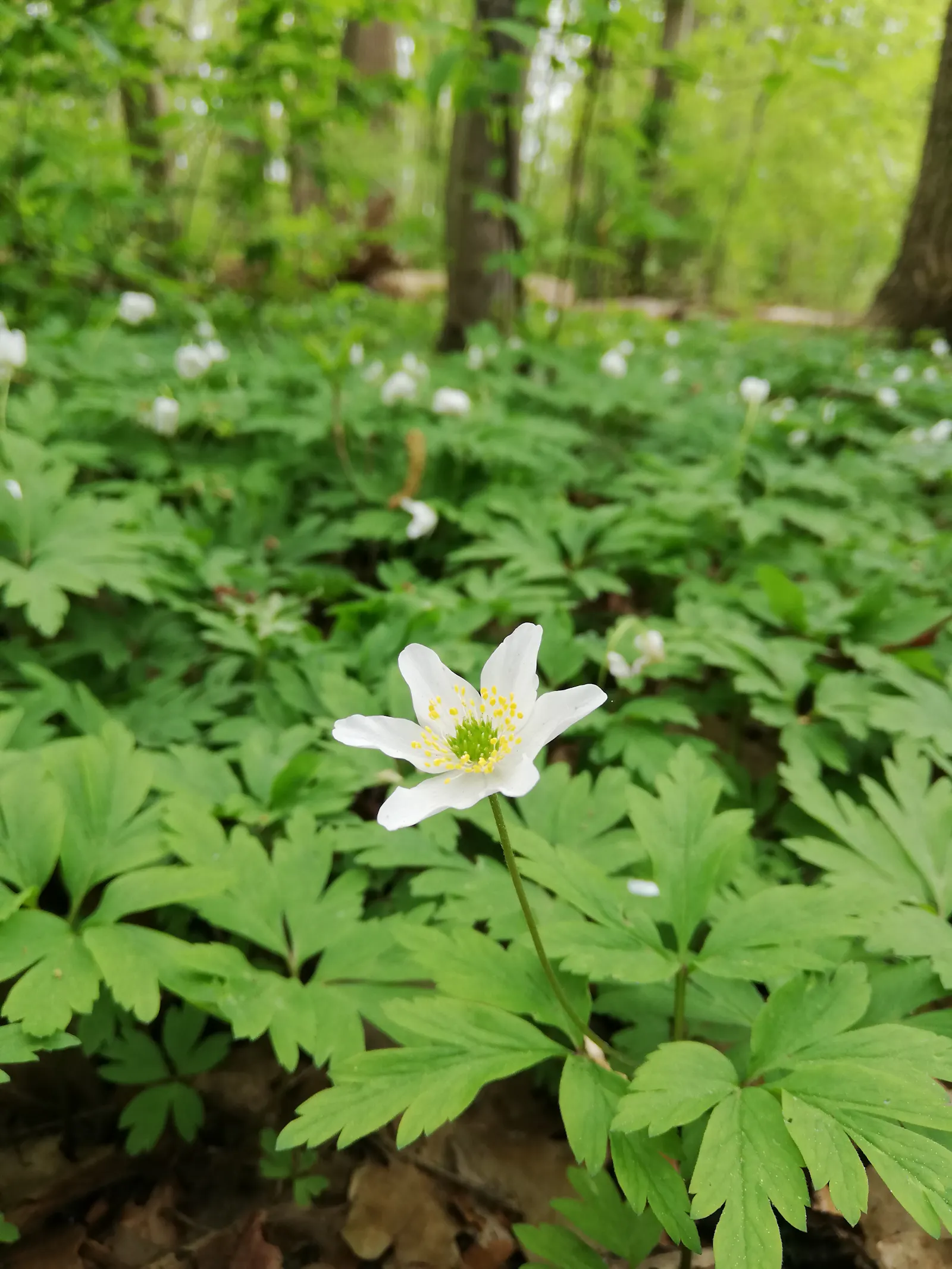 Frühling im Wald, Buschwindröschen