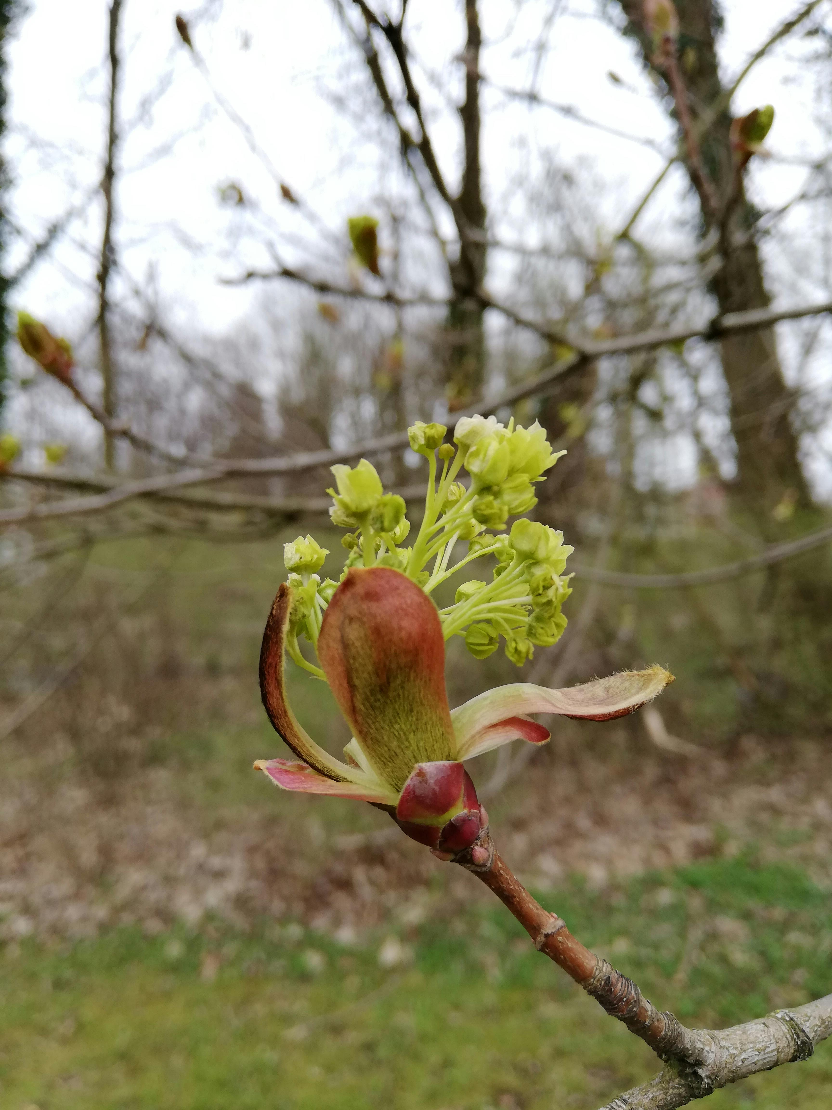 Spitzahorn-Blüte