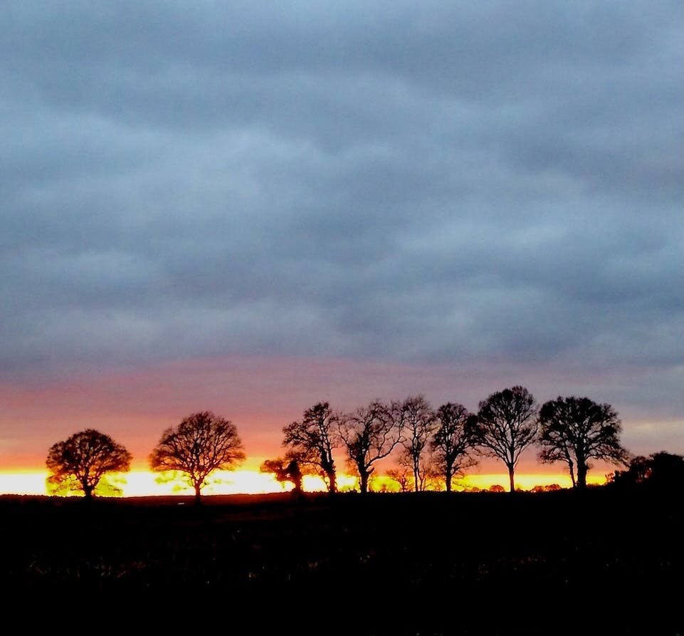 Sunset trees © John Garth