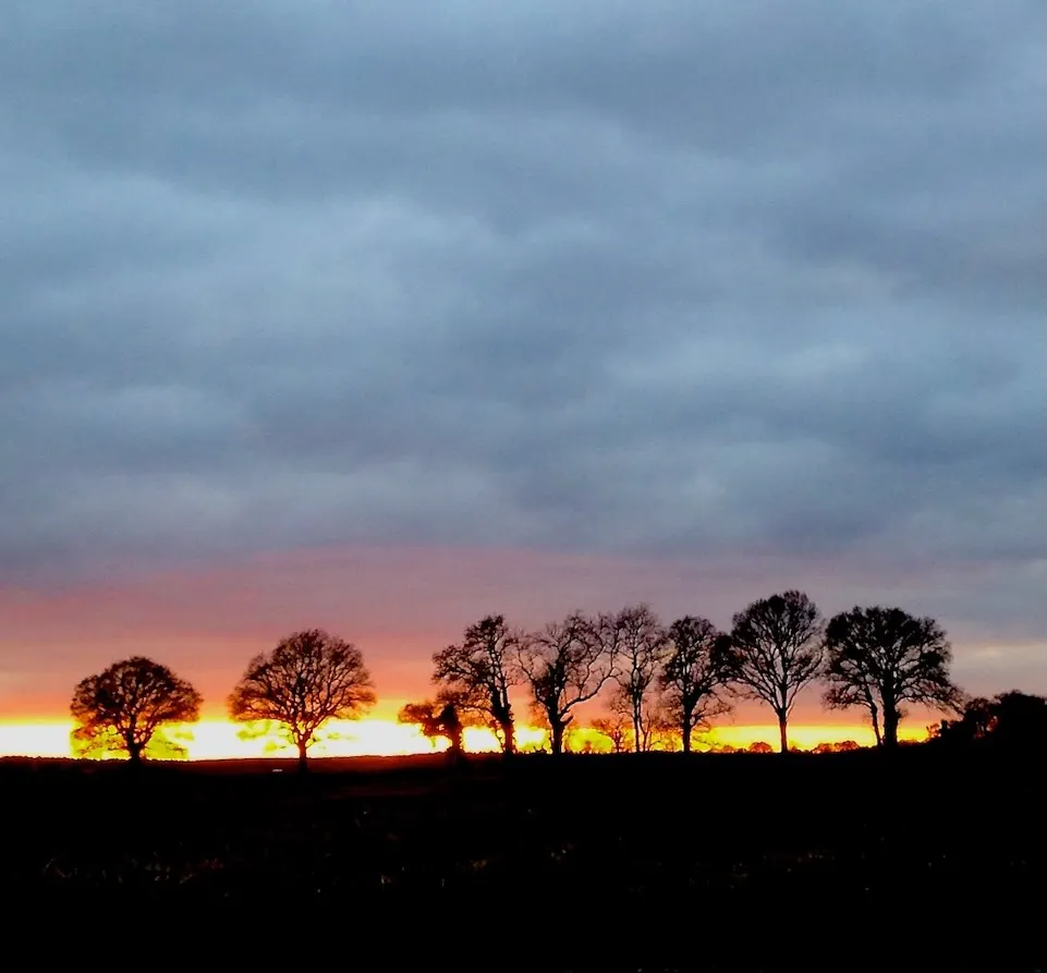 Sunset trees © John Garth