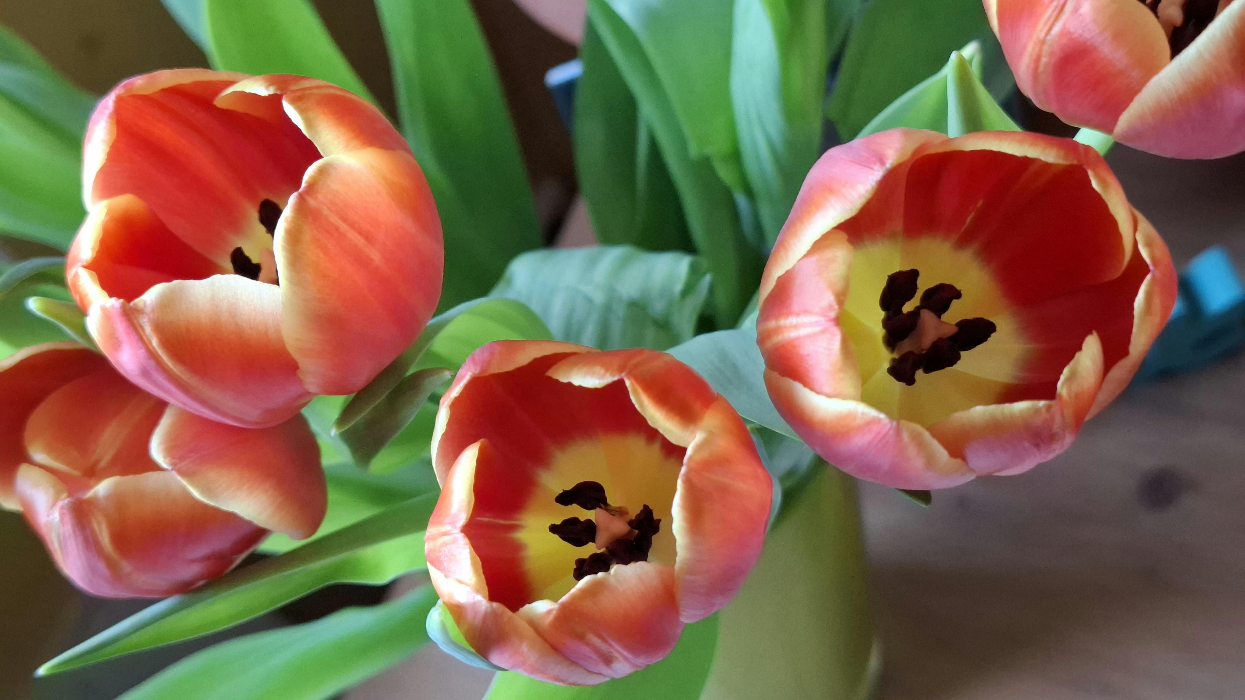 Foto Tulpen in Rotorange und Gelb, Draufsicht.
