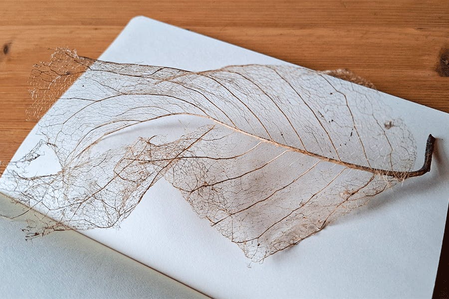 Blattskelett liegend auf einem weißen Blatt im Sketchbook.