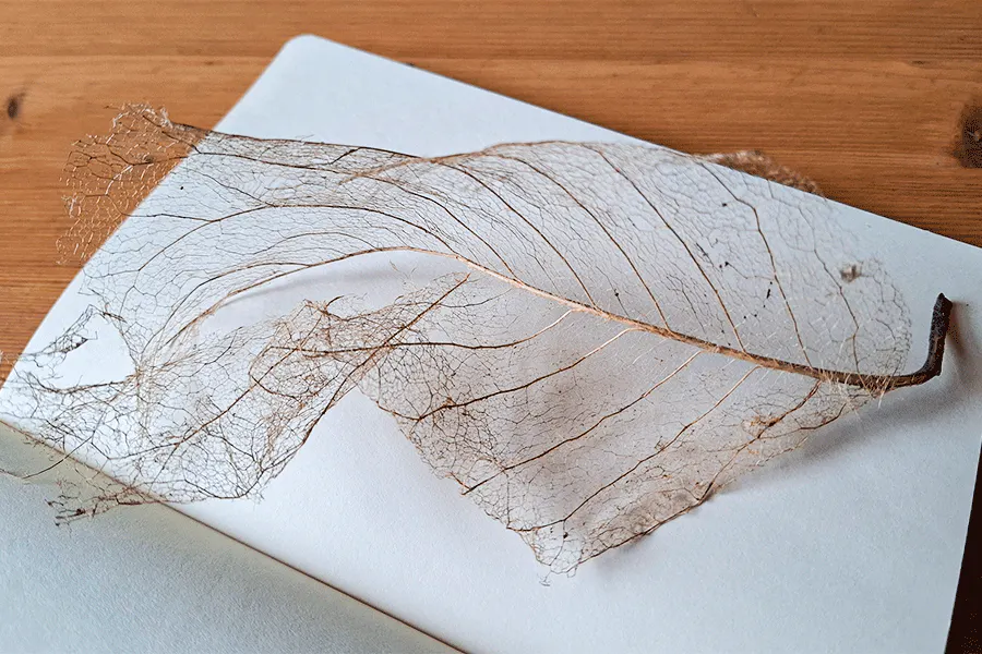 Blattskelett liegend auf einem weißen Blatt im Sketchbook.