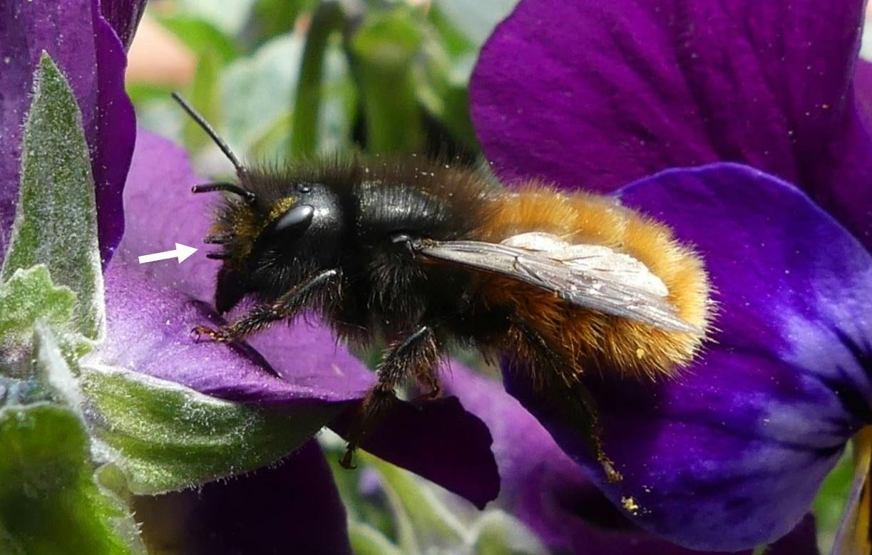 #1 - European orchard bees - Ready for bee encounters