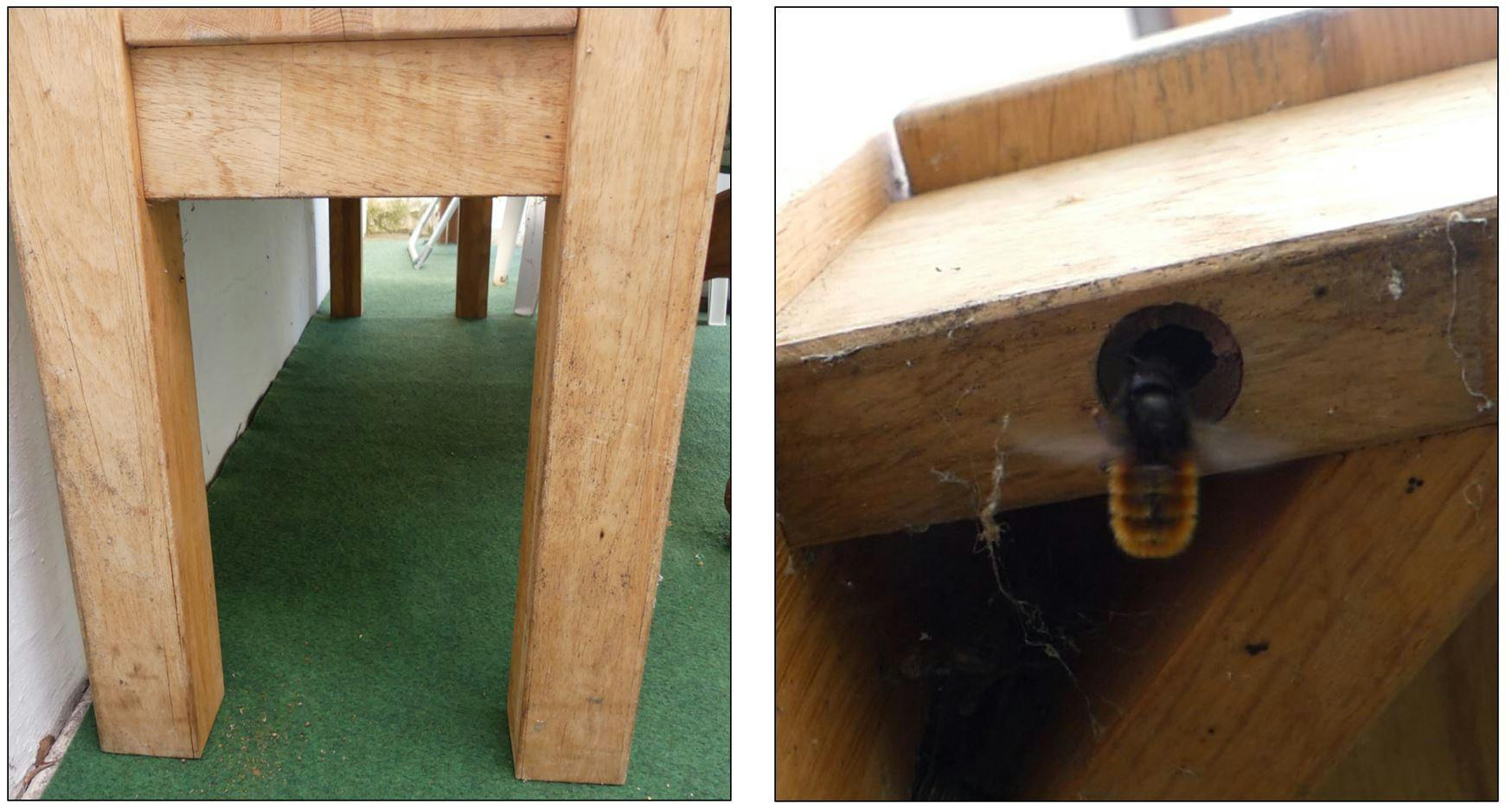 #1 - European orchard bees - Ready for bee encounters