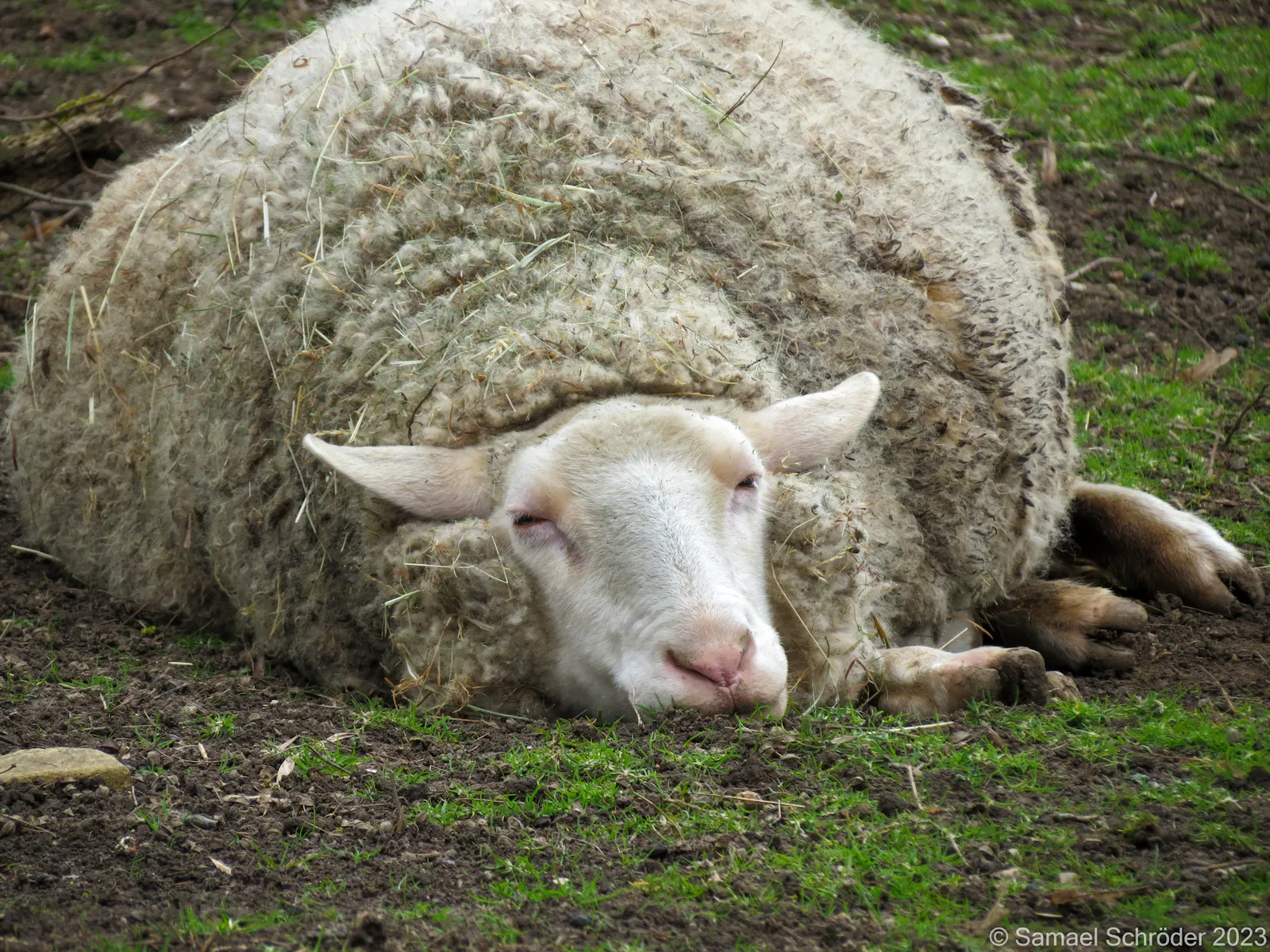 Schaf liegt platt auf dem Boden