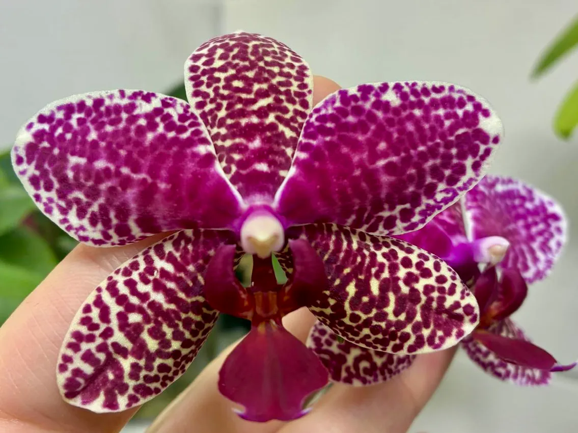 Phalaenopsis Memoriam Gottlind Kopp