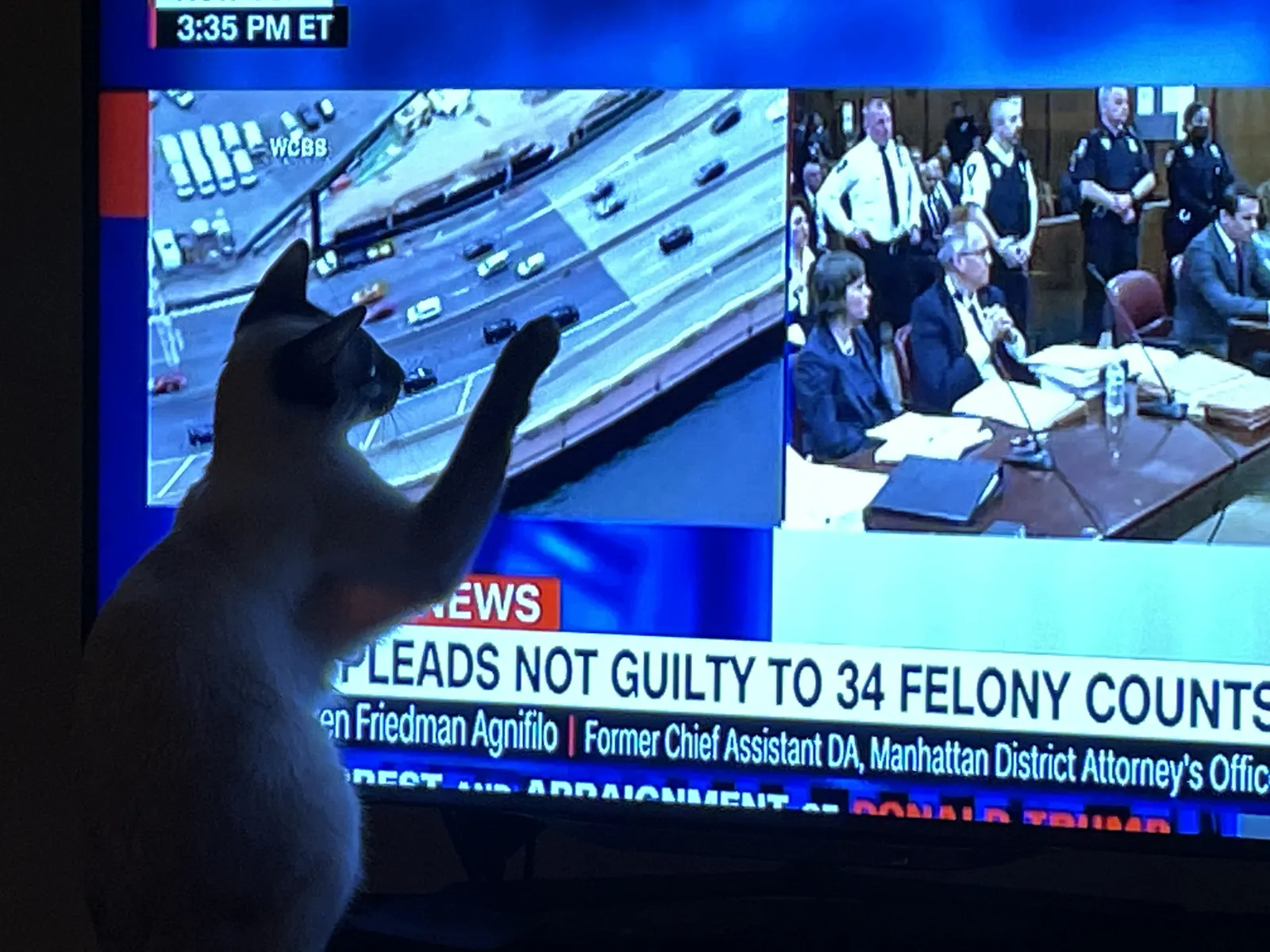 Eine Katze versucht, mit der Pfote auf dem Bildschirm eines Fernsehers  das Bild der Wagenkolonne von Donald Trump zu erwischen.