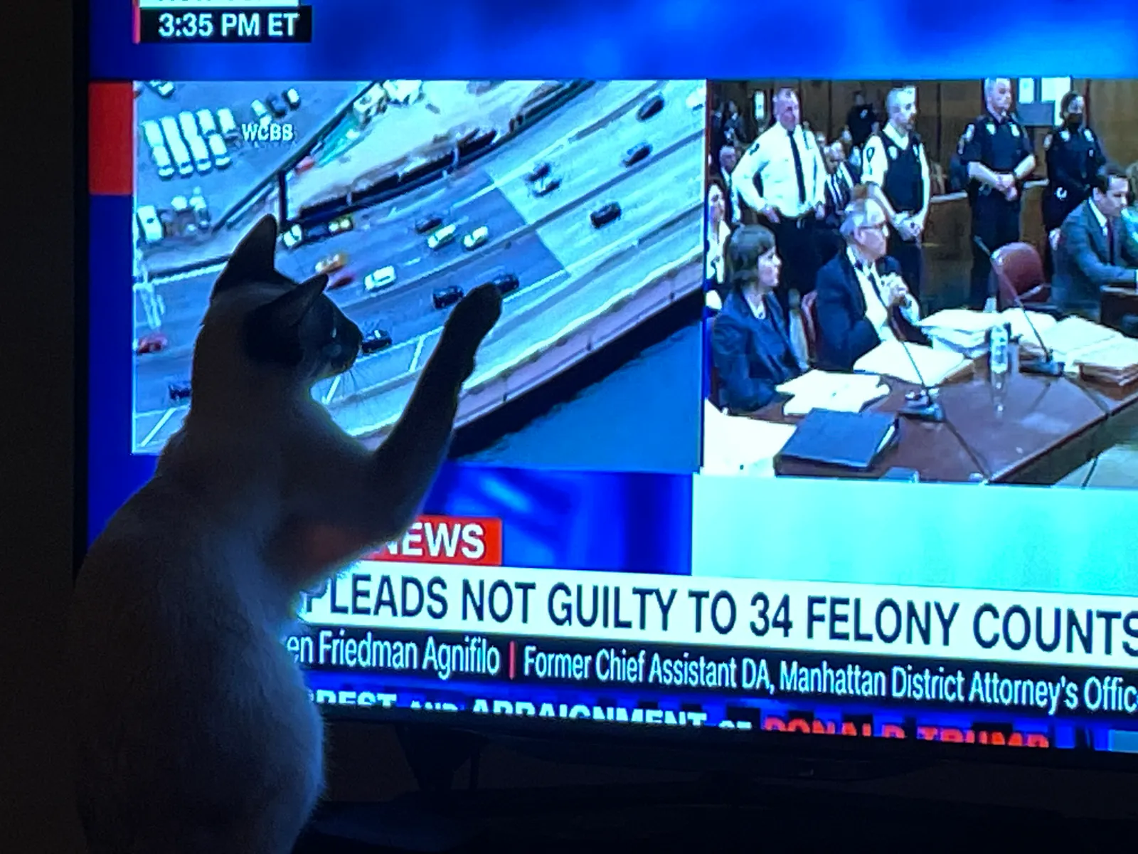 Eine Katze versucht, mit der Pfote auf dem Bildschirm eines Fernsehers das Bild der Wagenkolonne von Donald Trump zu erwischen.