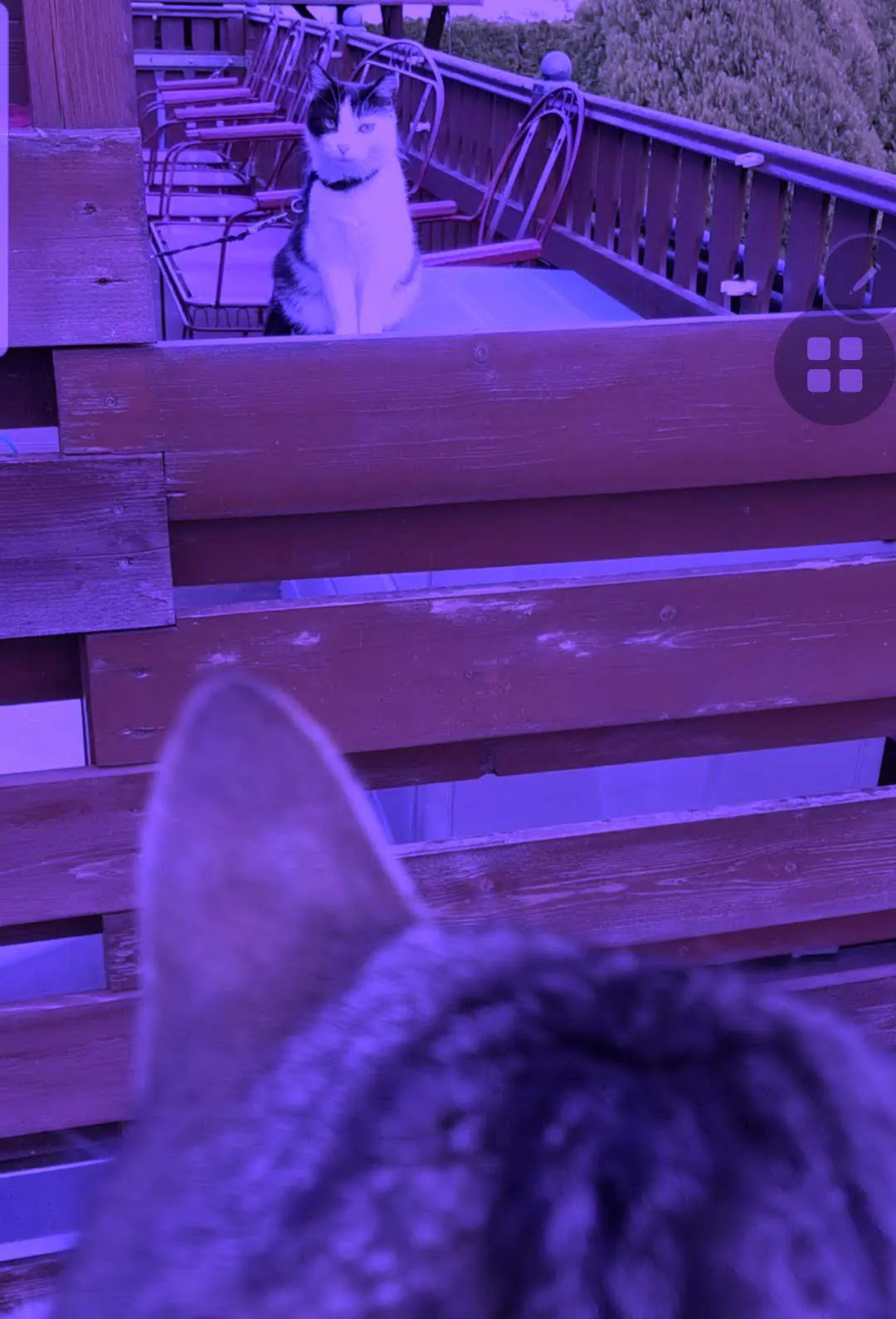 Zwei Katzen sehen sich böse an.