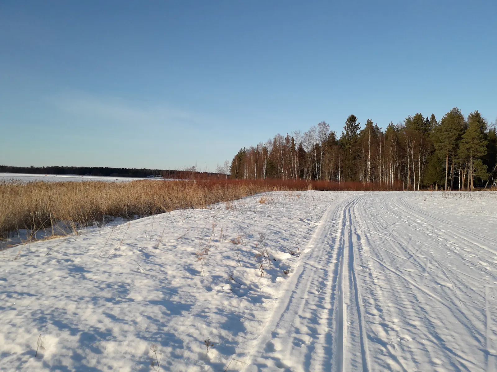 Schnee, altes Schilf, kahle Bäume, blauer Himmel