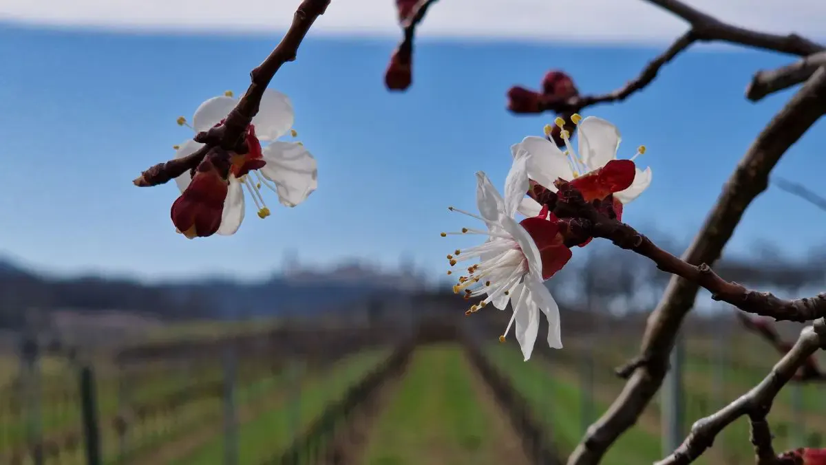 Marillenblüten