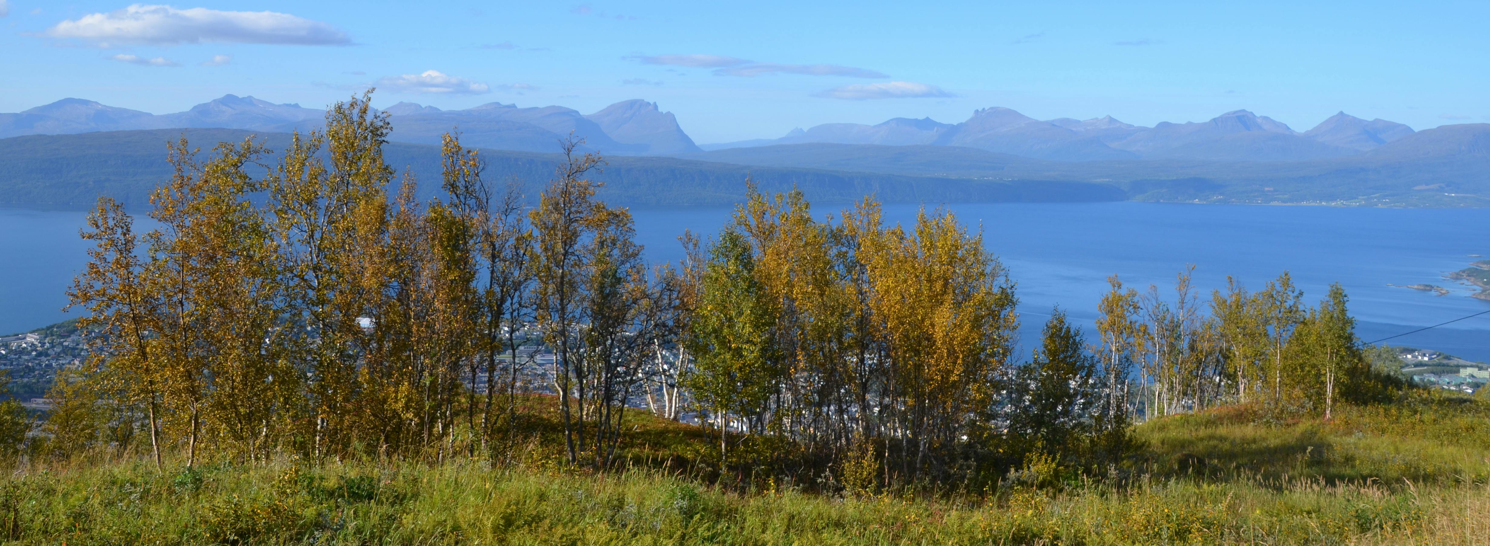 Birken mit gelben Blättern, Blick auf Fjord und Bergkette in der Ferne.