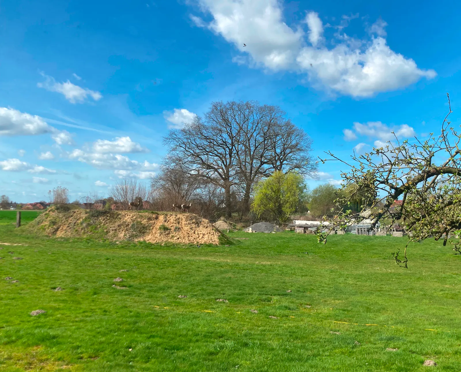 Die Wiese hinter dem Haus. Im Hintergrund ein großer Baum - noch nicht in voller Blätterpracht. Blauer Himmel mit ziehenden, vielfältigen weißen Wolken in Richtung Horizont. Ein leicht bräunlicher Sandhügel, teilweise mit Grün bewachsen.
Nach hinten, am Ende der Wiese ein Lager von Baumaterialien.
Auf dem Sandhügel... wenn man genau hinsieht: Rehe!