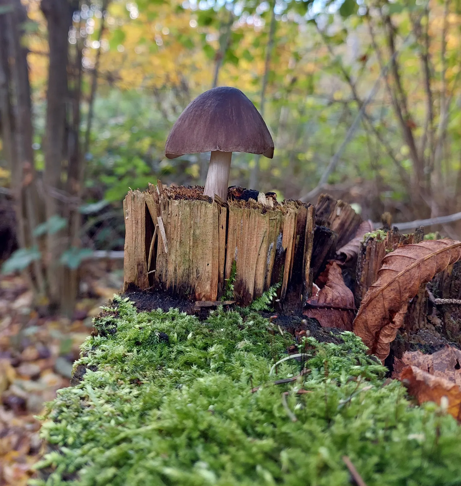 Pilze und Bäume gehören auch zu Lebzeiten der Bäume zusammen