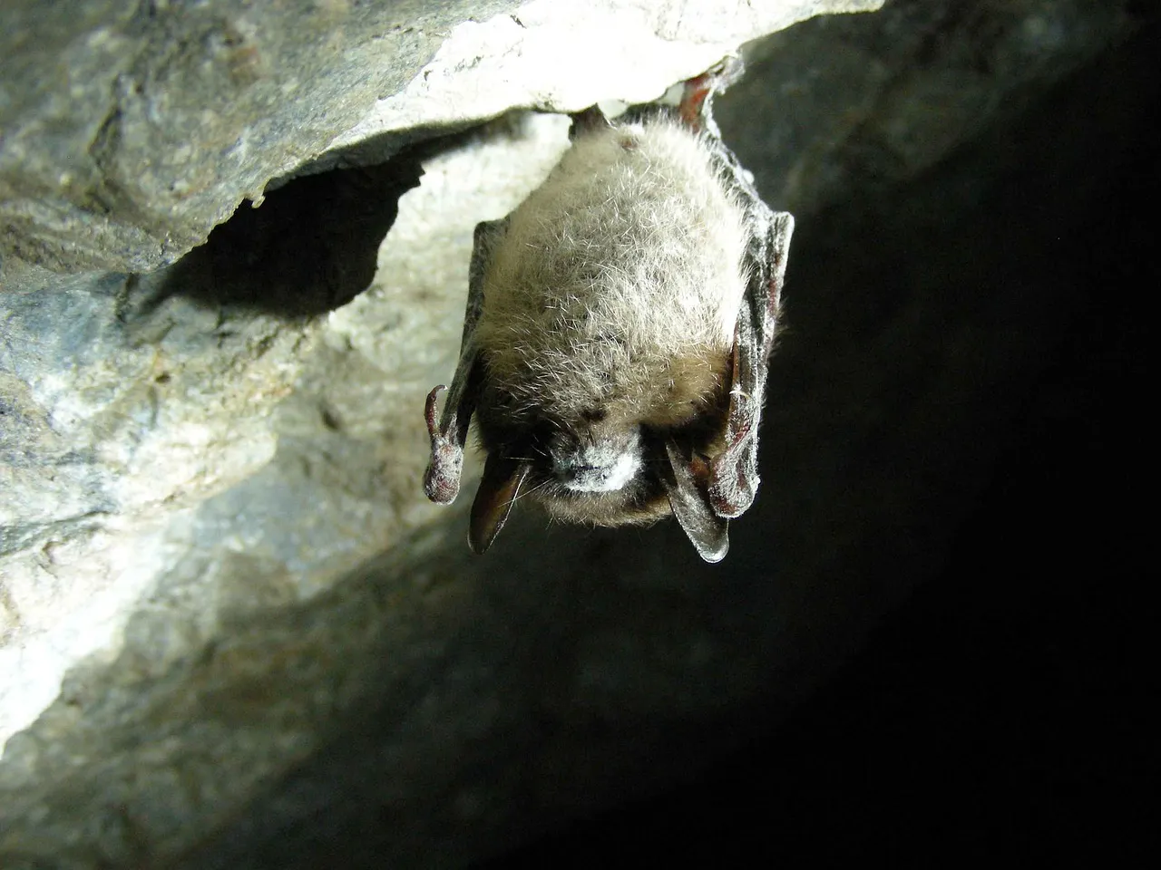Das Große Mausohr, Fledermaus der Jahre 2024 und 2025. Quelle: Pixabay, PublicDomainImages