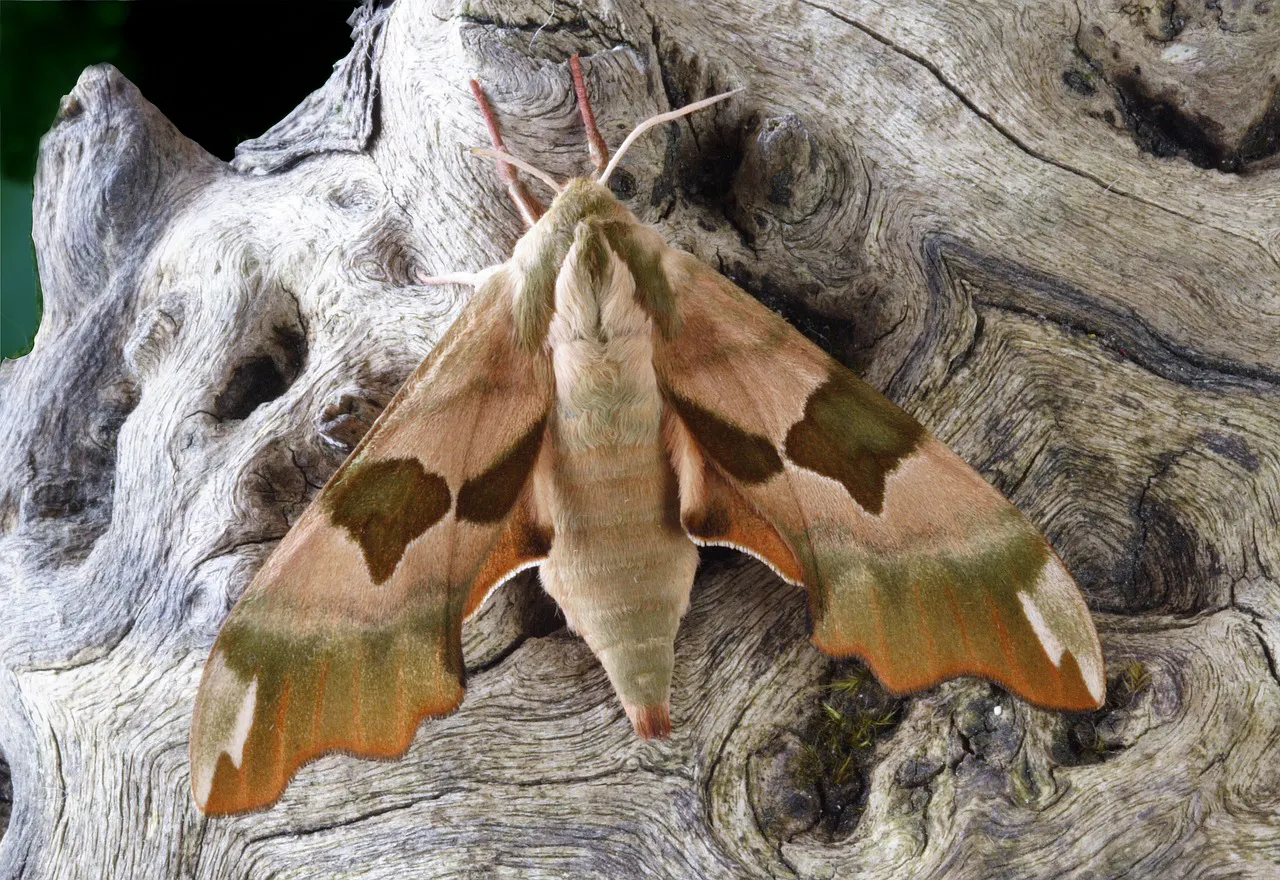 Ein Lindenschwärmer, potentielle Beute der Mopsfledermaus. Quelle: pixabay - Illuvis