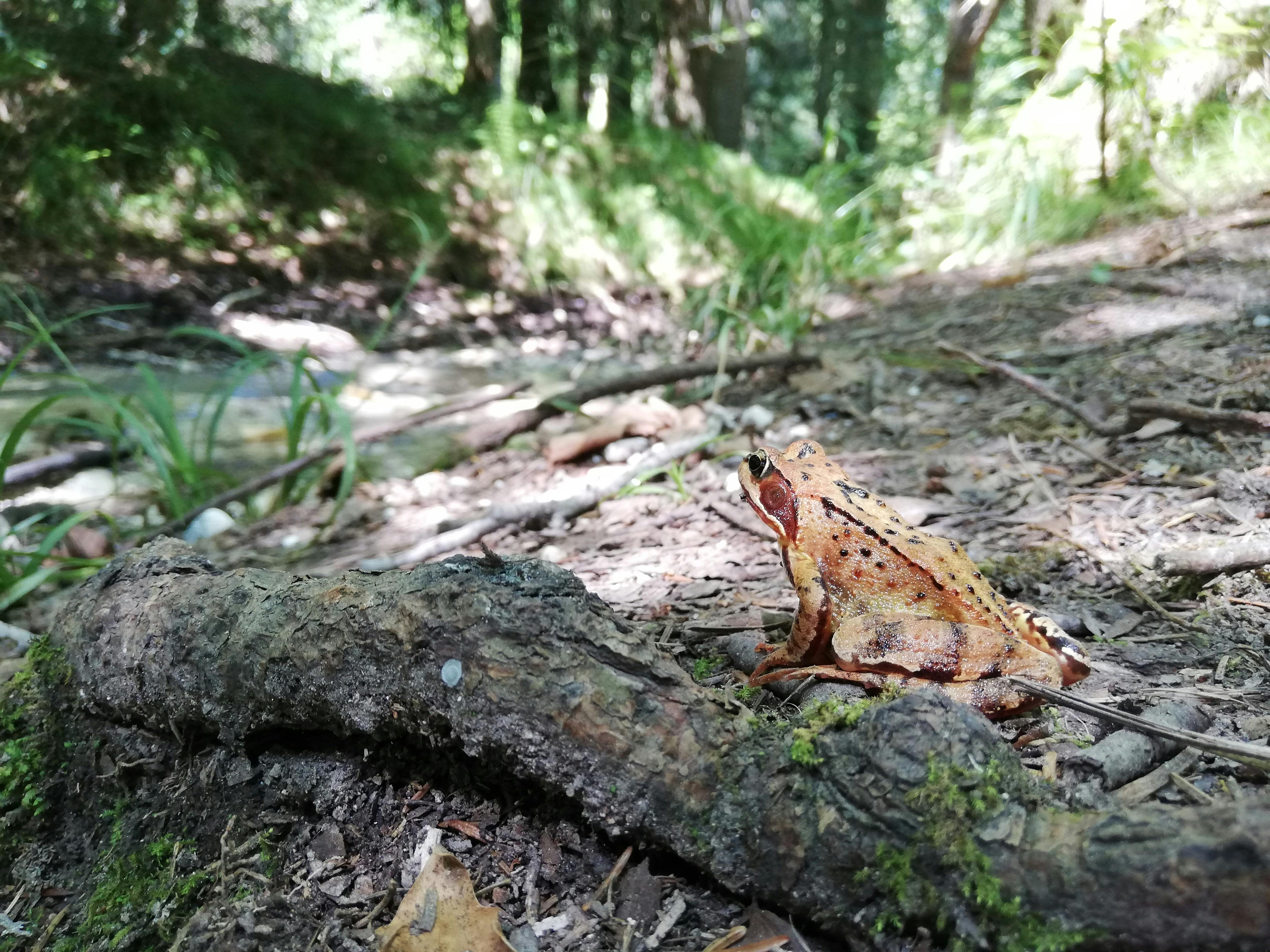 Frosch im Eibenwald