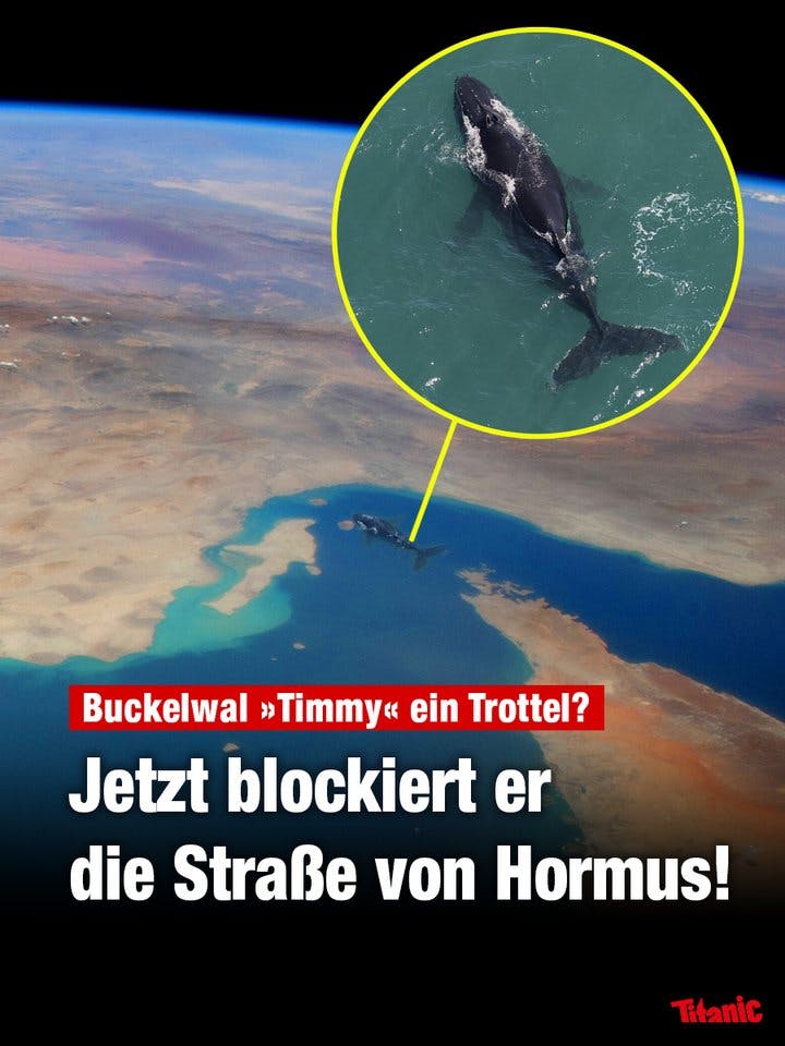 Fotomontage: Satellitenbild der Straße von Hormus, in die das Foto des Ostseewals Timmy montiert wurde. Dazu der Text: "Buckelwal 'Timmy' ein Trottel? Jetzt blockiert er die Straße von Hormus!"