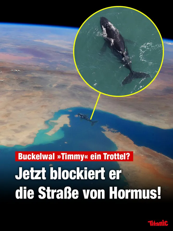 Fotomontage: Satellitenbild der Straße von Hormus, in die das Foto des Ostseewals Timmy montiert wurde. Dazu der Text: "Buckelwal 'Timmy' ein Trottel? Jetzt blockiert er die Straße von Hormus!"