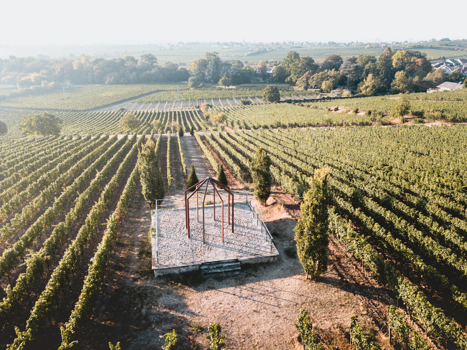 Weinberg in der Pfalz