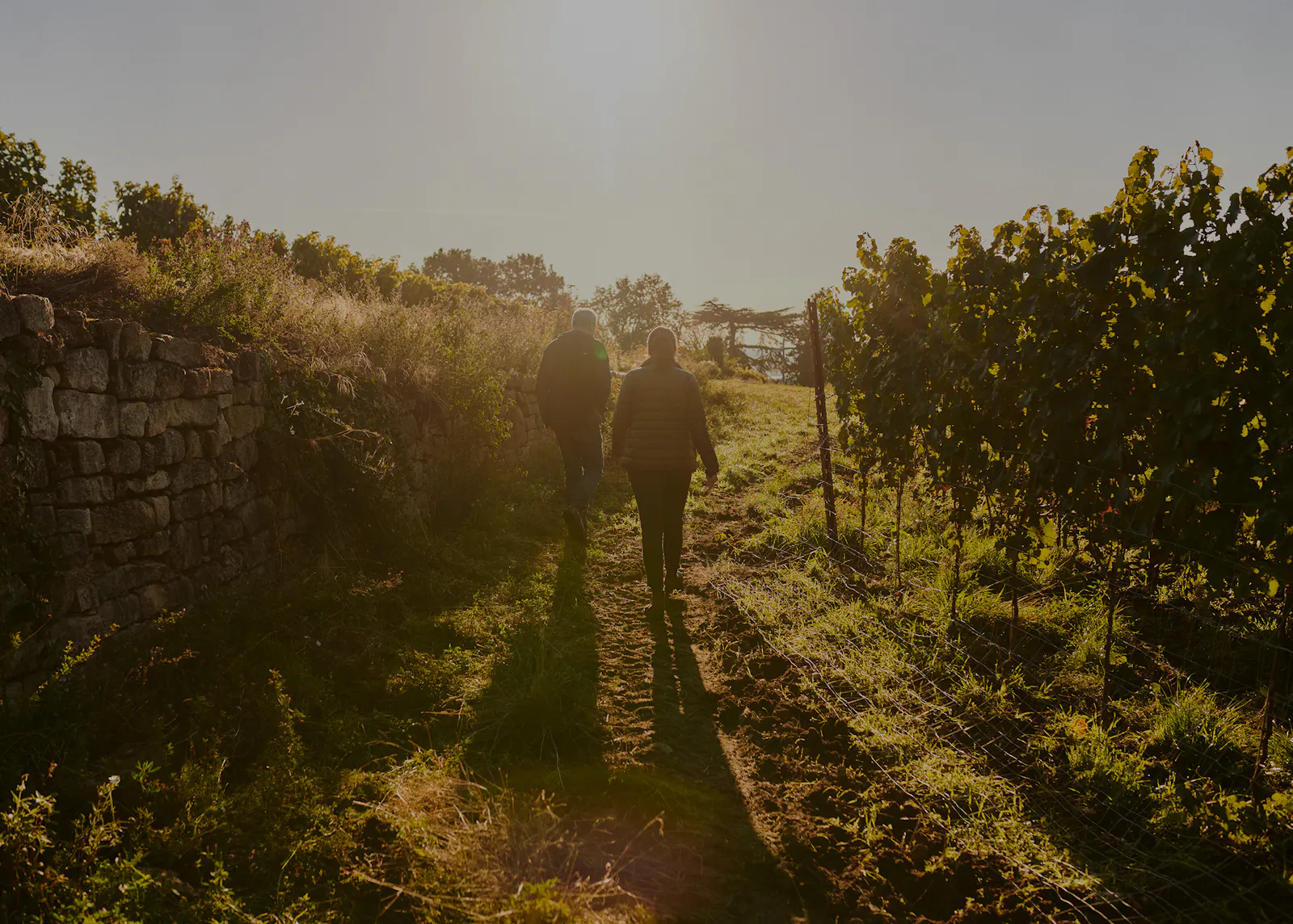 Die Winzerin Sophie Christmann läuft mit ihrem Vater Steffen durch einen Weinberg