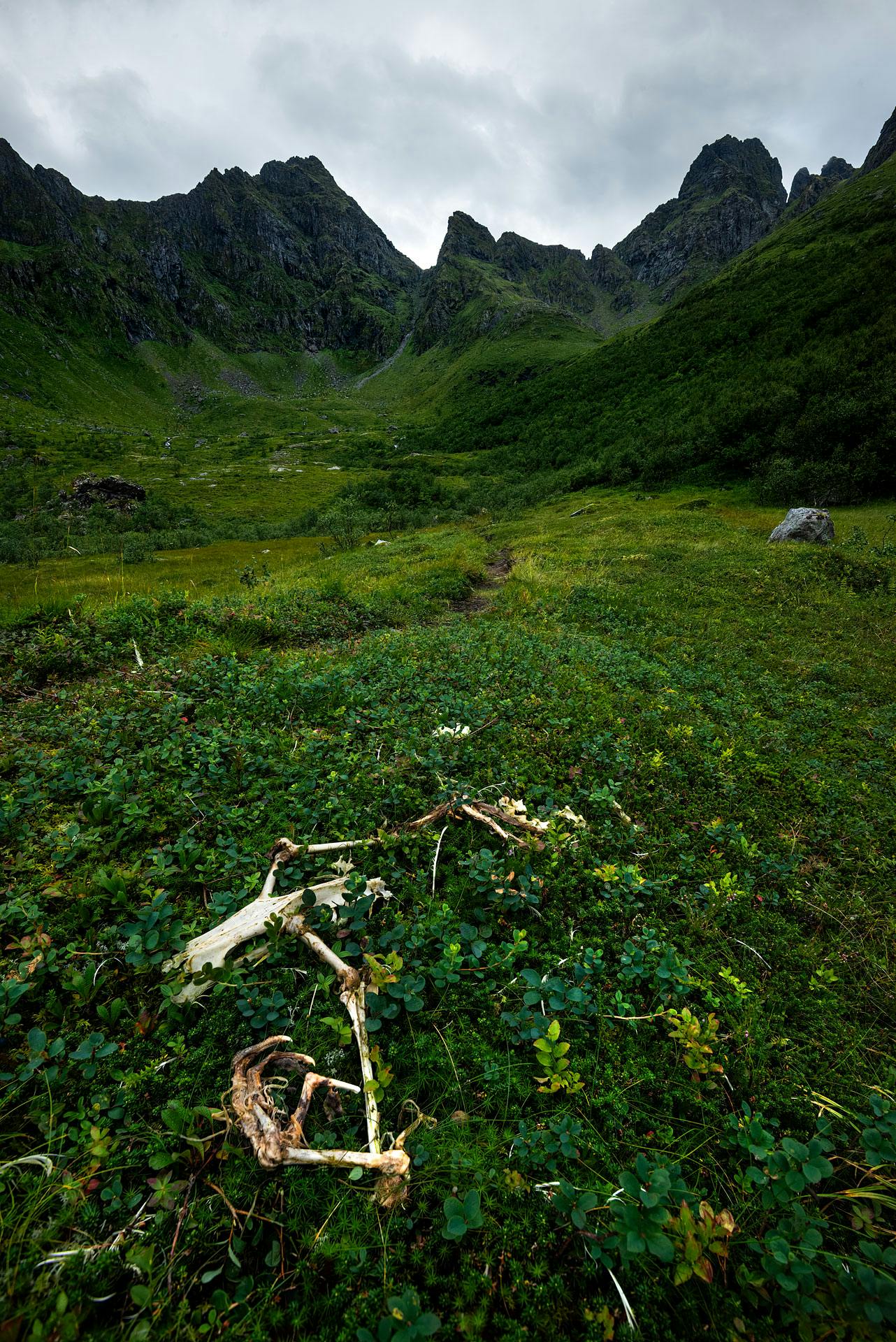Une vallée encaissée s’étend sous un ciel gris, encadrée par des montagnes abruptes couvertes de végétation dense. Au premier plan, gisent les ossements blanchis et la serre d’un grand aigle, partiellement enfouis sous un tapis de mousse.