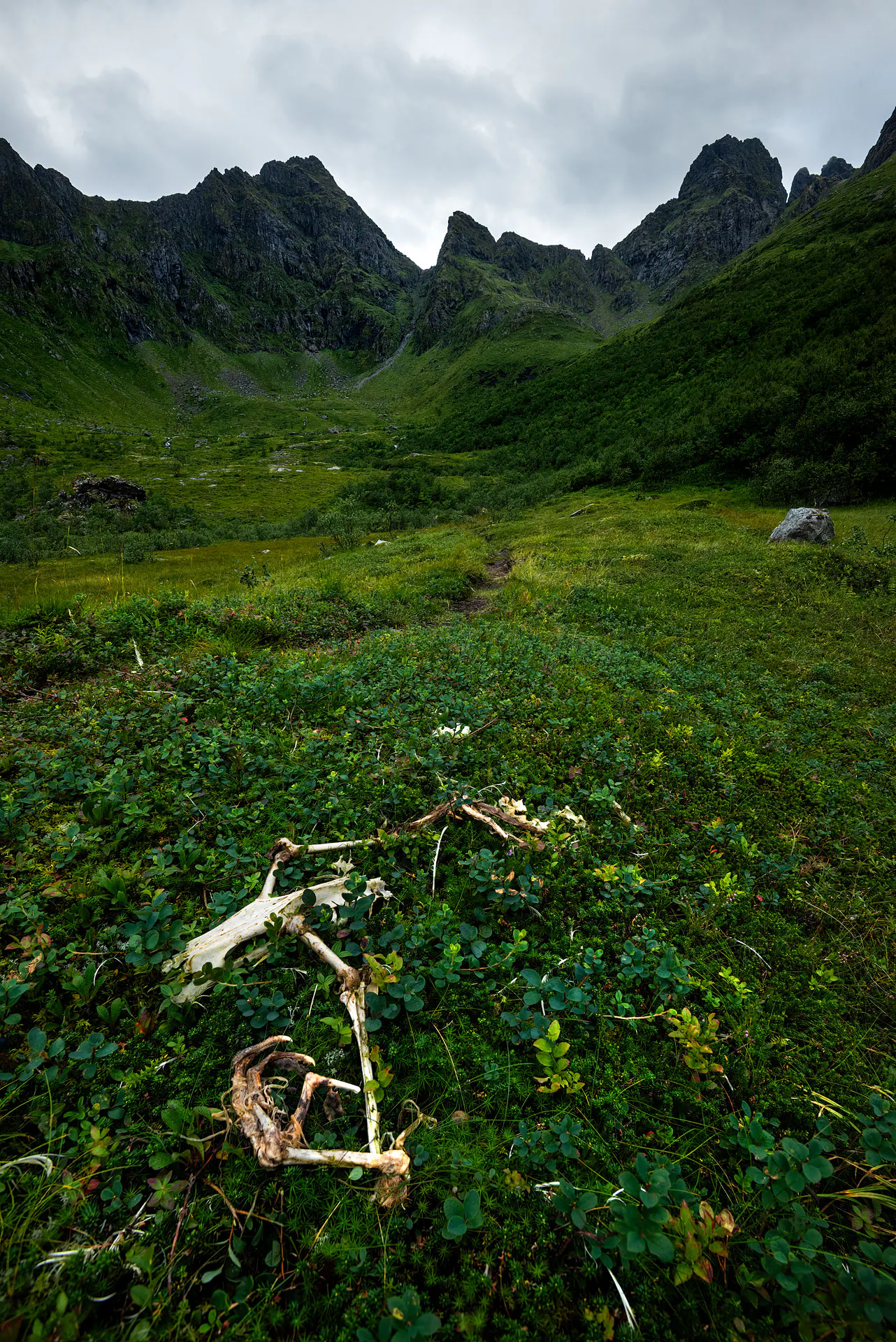 Une vallée encaissée s’étend sous un ciel gris, encadrée par des montagnes abruptes couvertes de végétation dense. Au premier plan, gisent les ossements blanchis et la serre d’un grand aigle, partiellement enfouis sous un tapis de mousse.