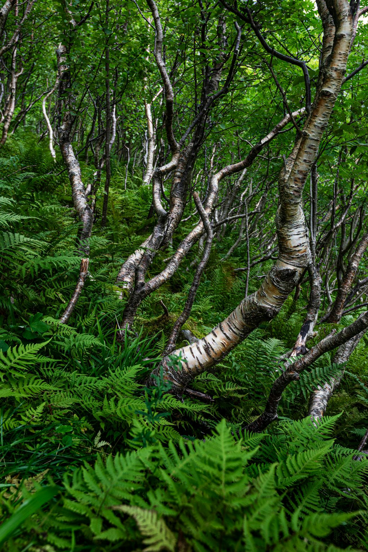Une forêt constituée de petits bouleaux aux troncs tordus dans tous les sens, et de fougères au premier plan.