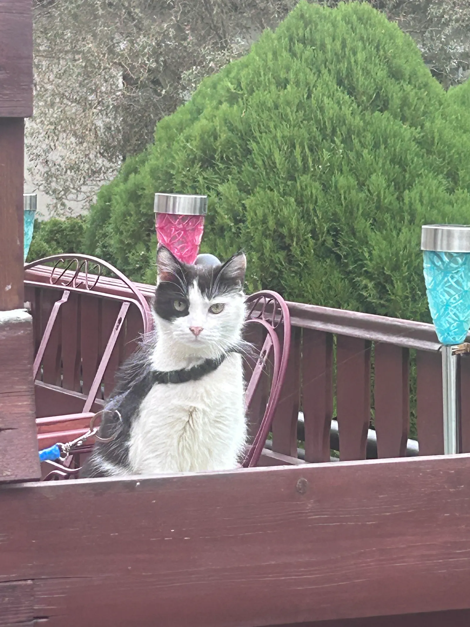 Missmutig blickende, angeleinte Katze