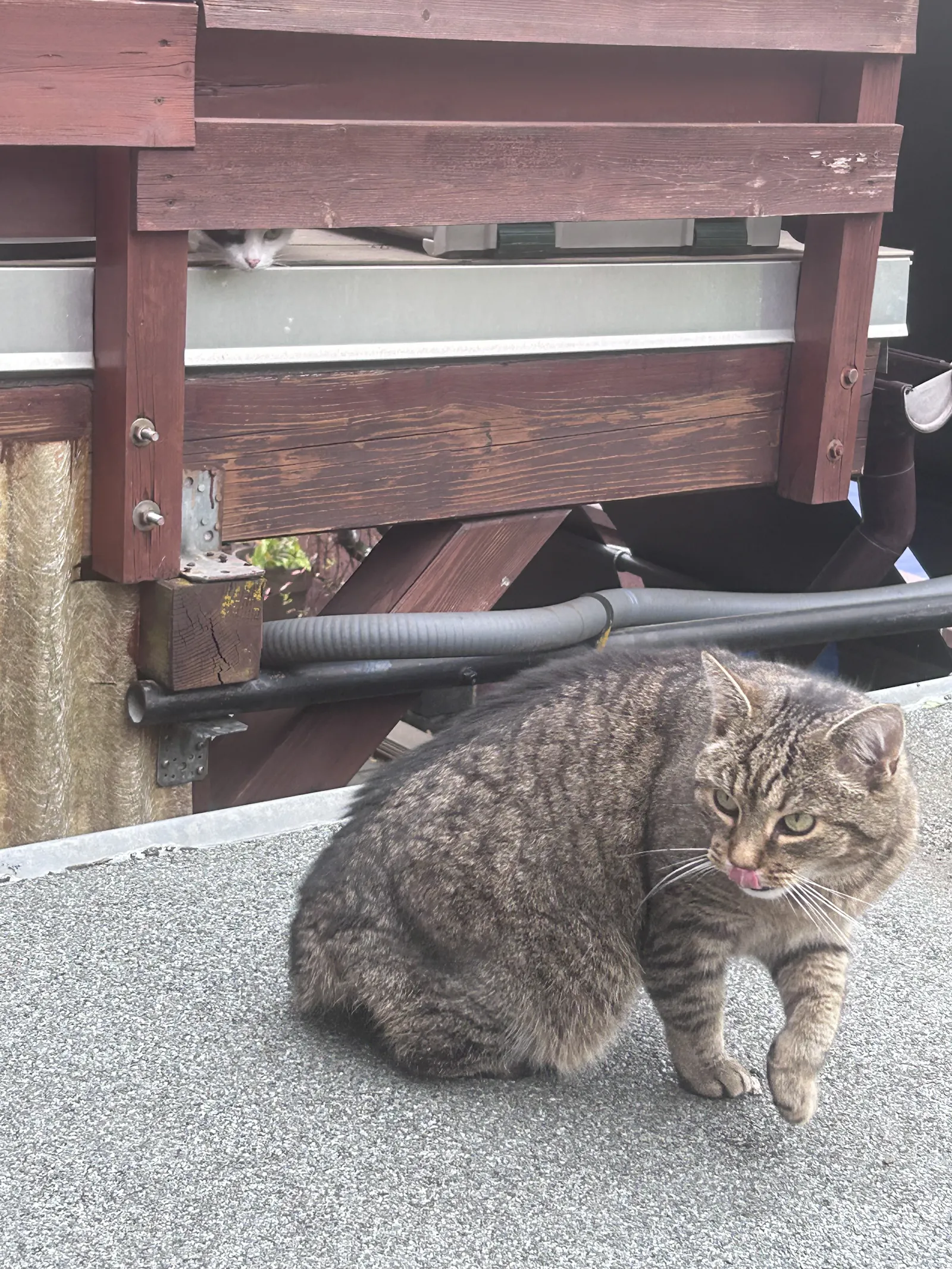 Sich frei bewegende, herrschaftlich blickende Katze, im Hintergrund sieht die angeleinte Katze vom vorigen Bild durch einen Schlitz in der Holztrennwand von der Nachbarterrasse rüber