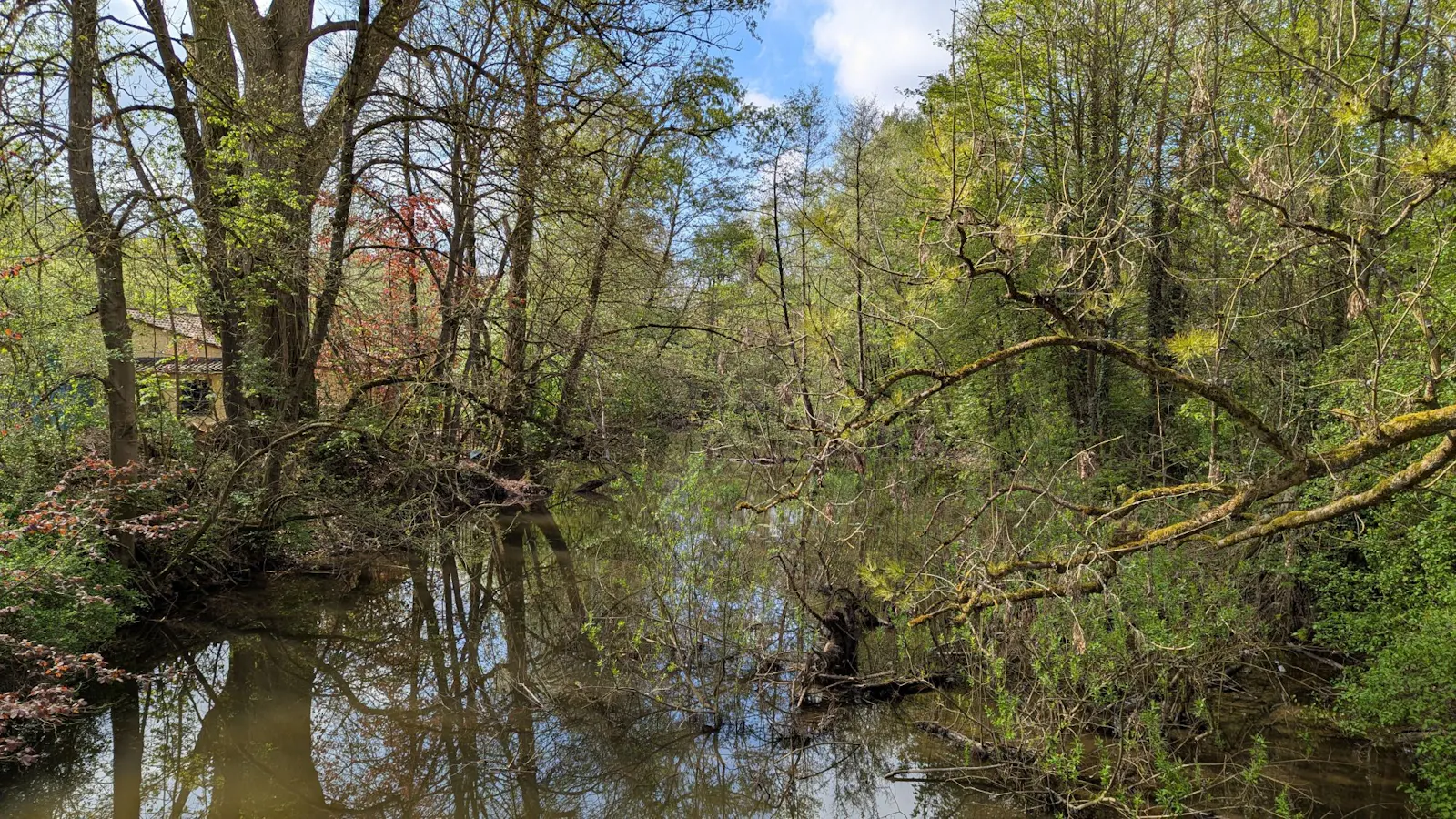 Ein Bild der Lahn in Marburg an einer besonders wild überwachsenen Stelle.
