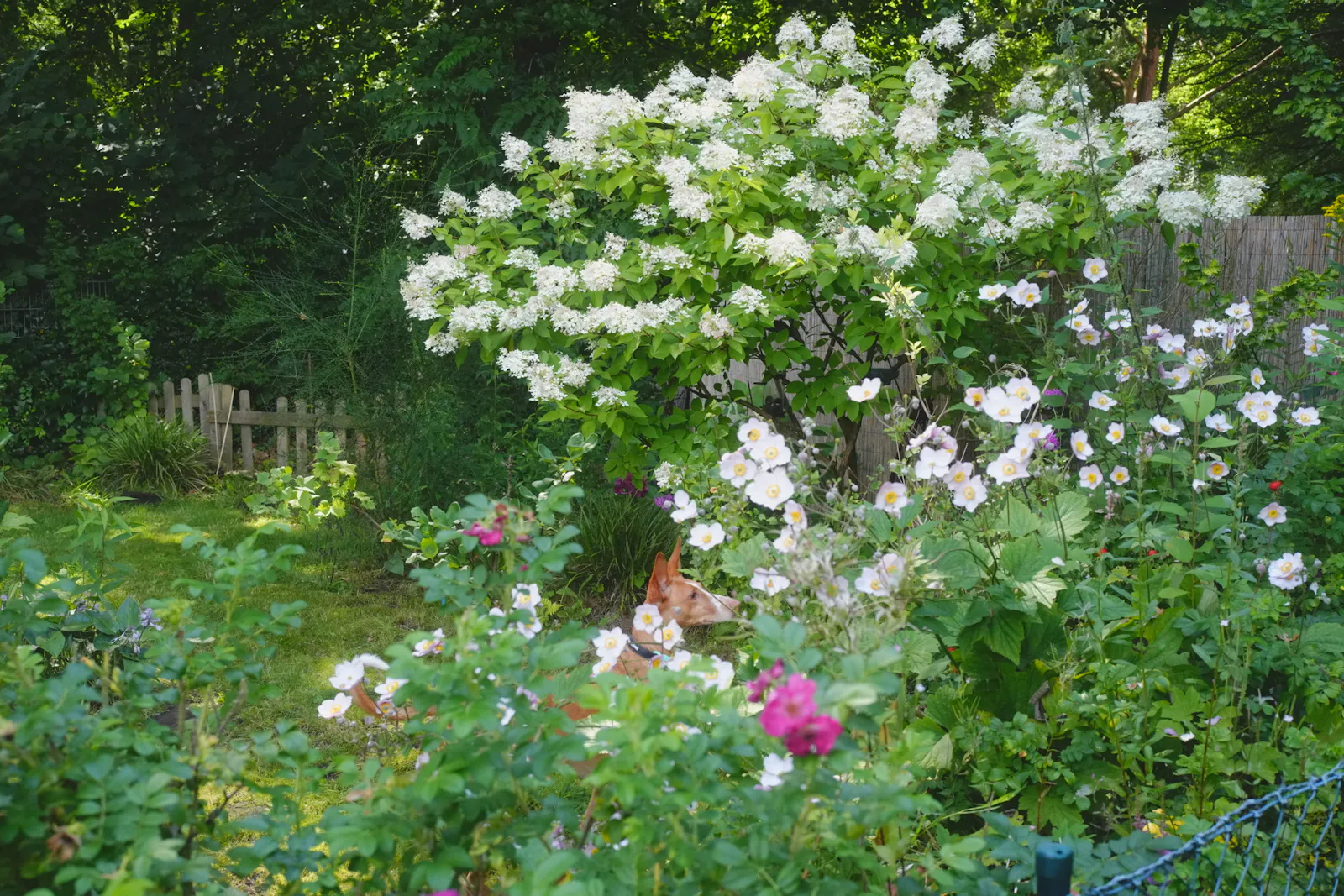 Ein Reh im Waldgarten.