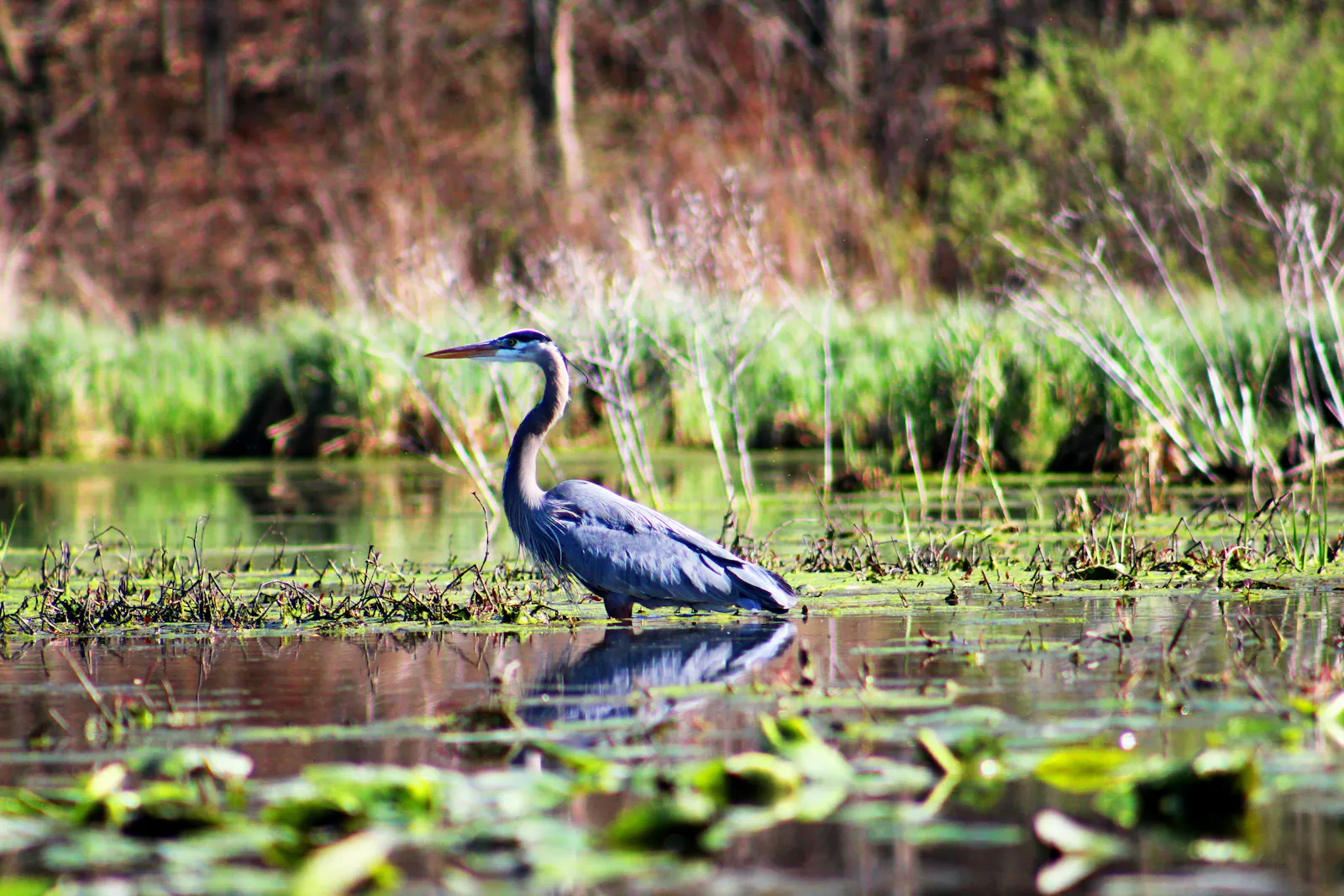 Ein Reiher im Wasser
